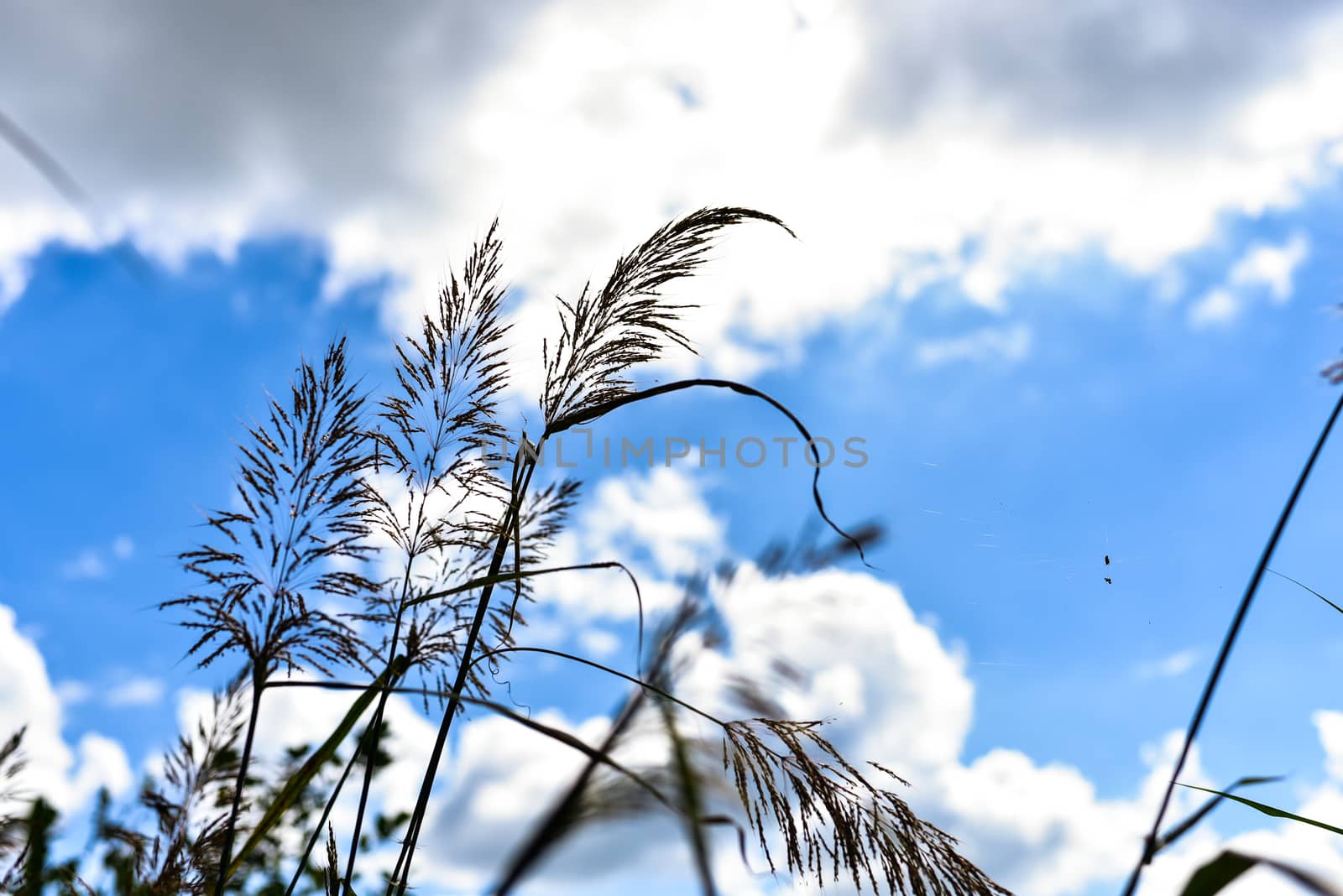 Meadow grass in back light of sun