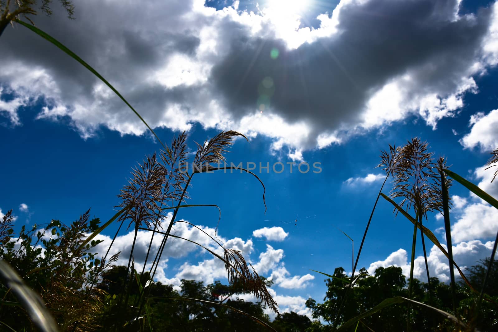 Meadow grass in back light of sun