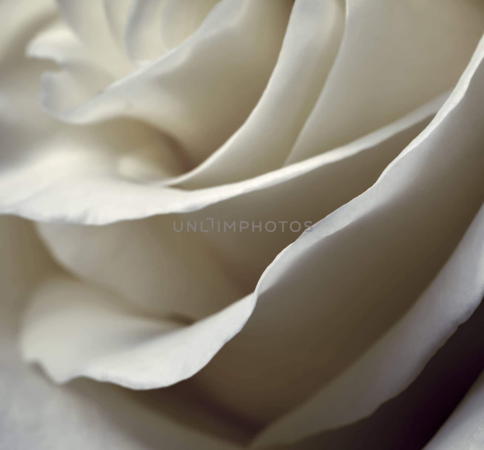 abstract background or texture blurred petals of roses