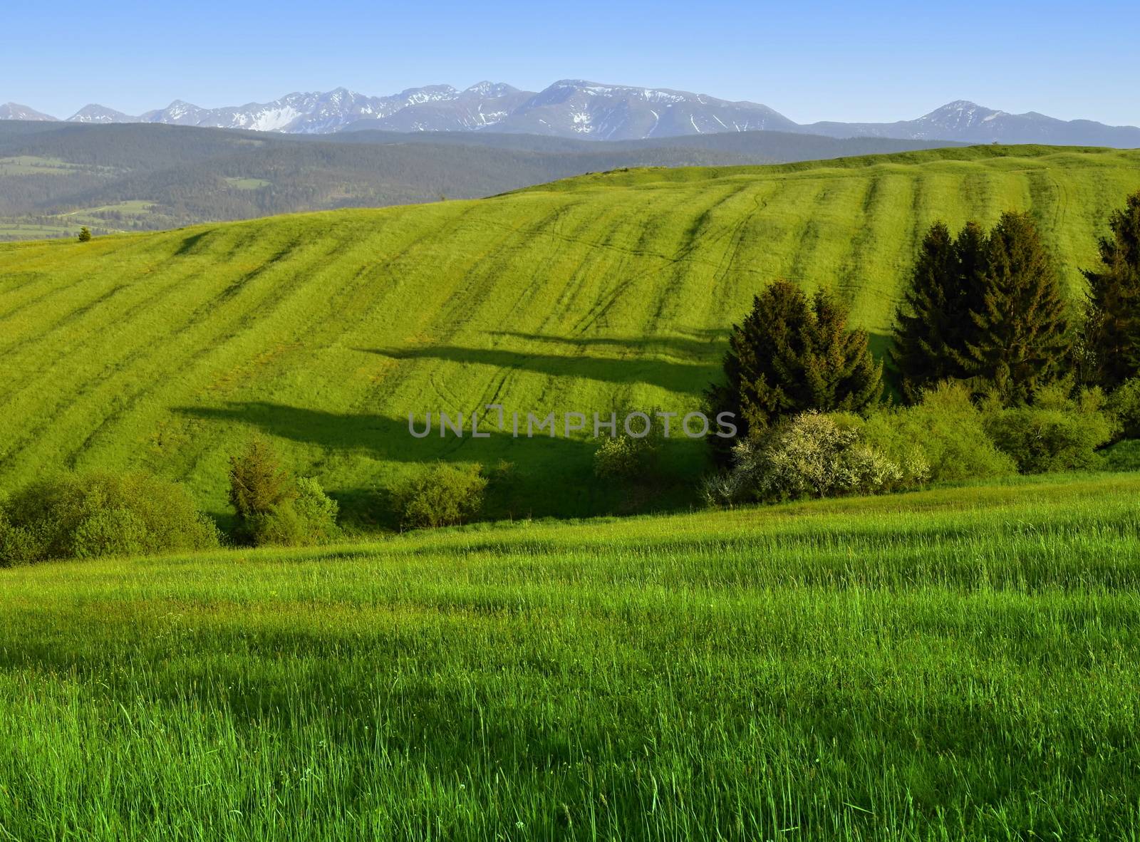 background green meadows early evening submontane scenery
