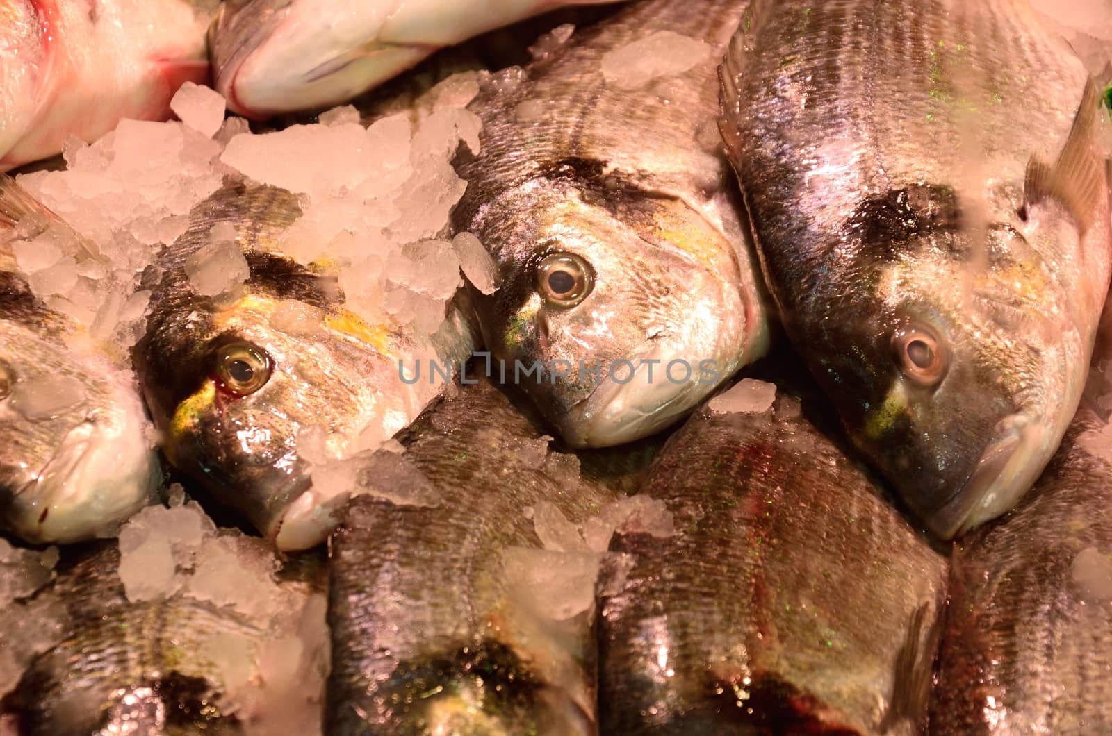 Fish on Fishmongers slab