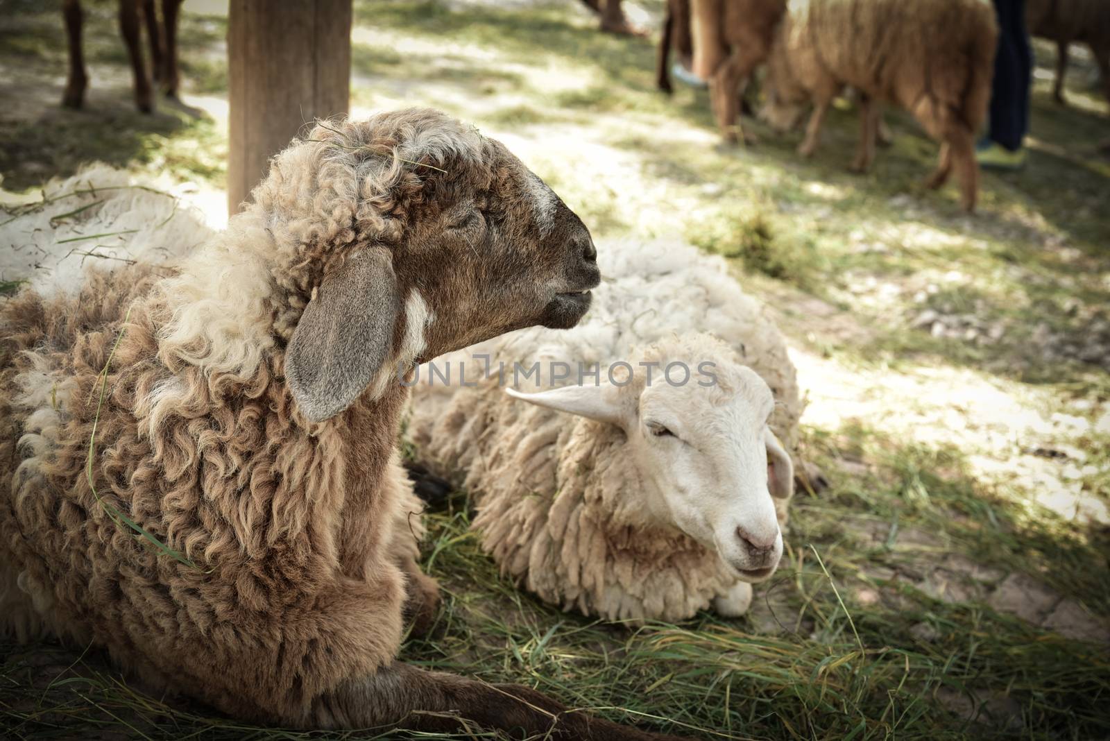 Sheep lying against grass