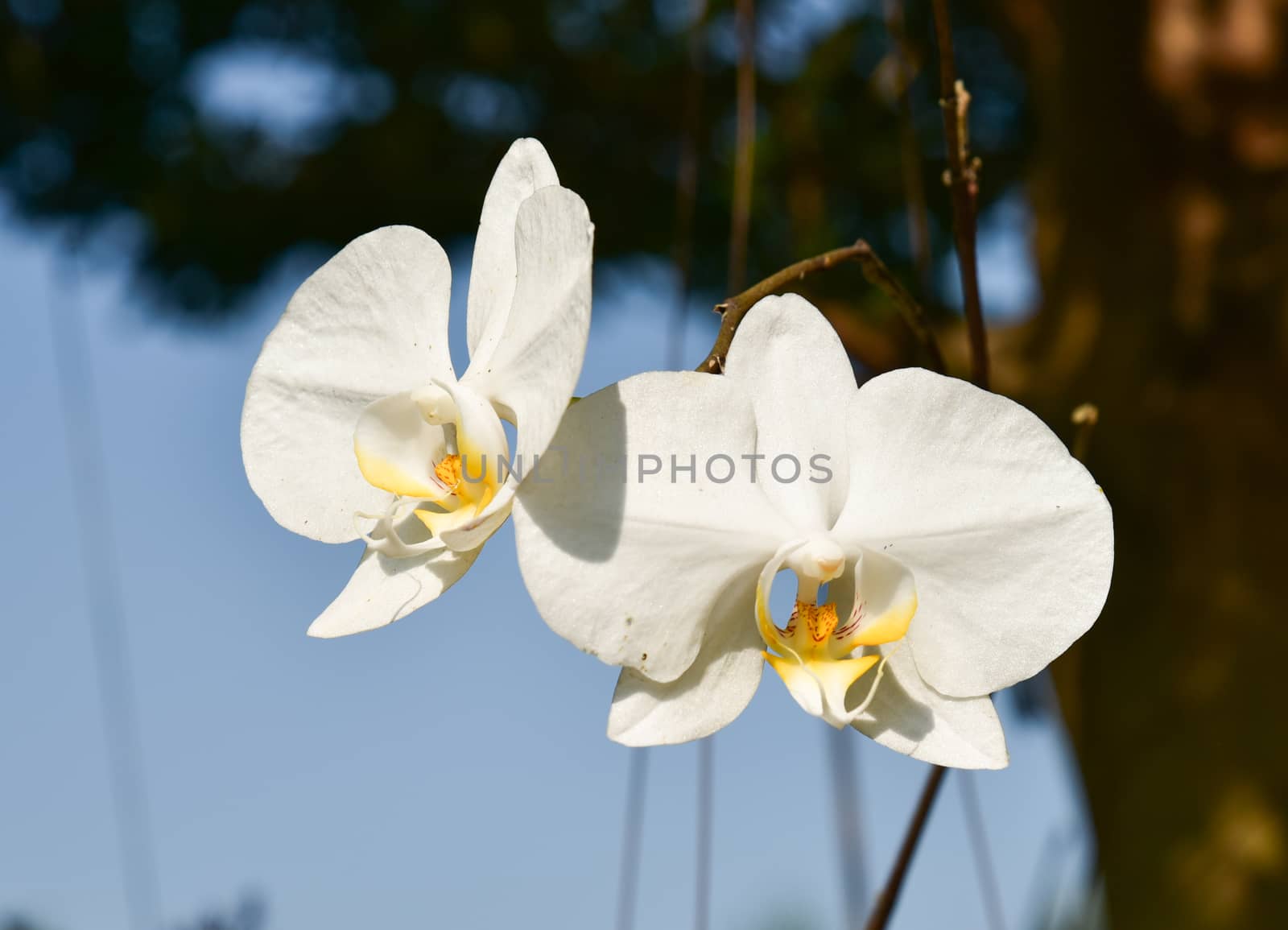 White orchid blossoms