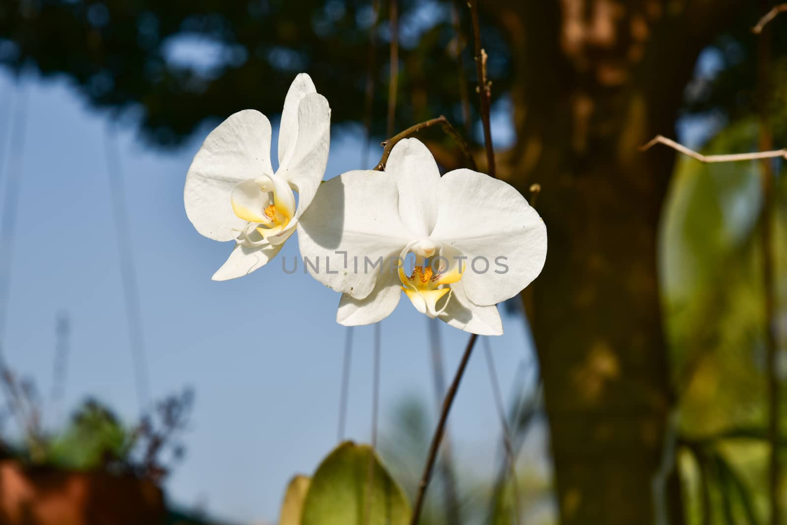 White orchid blossoms