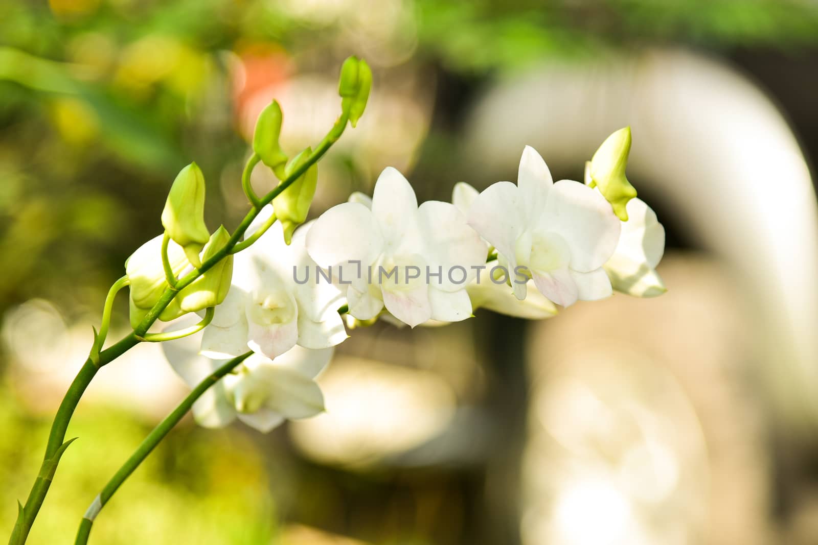 White orchid blossoms