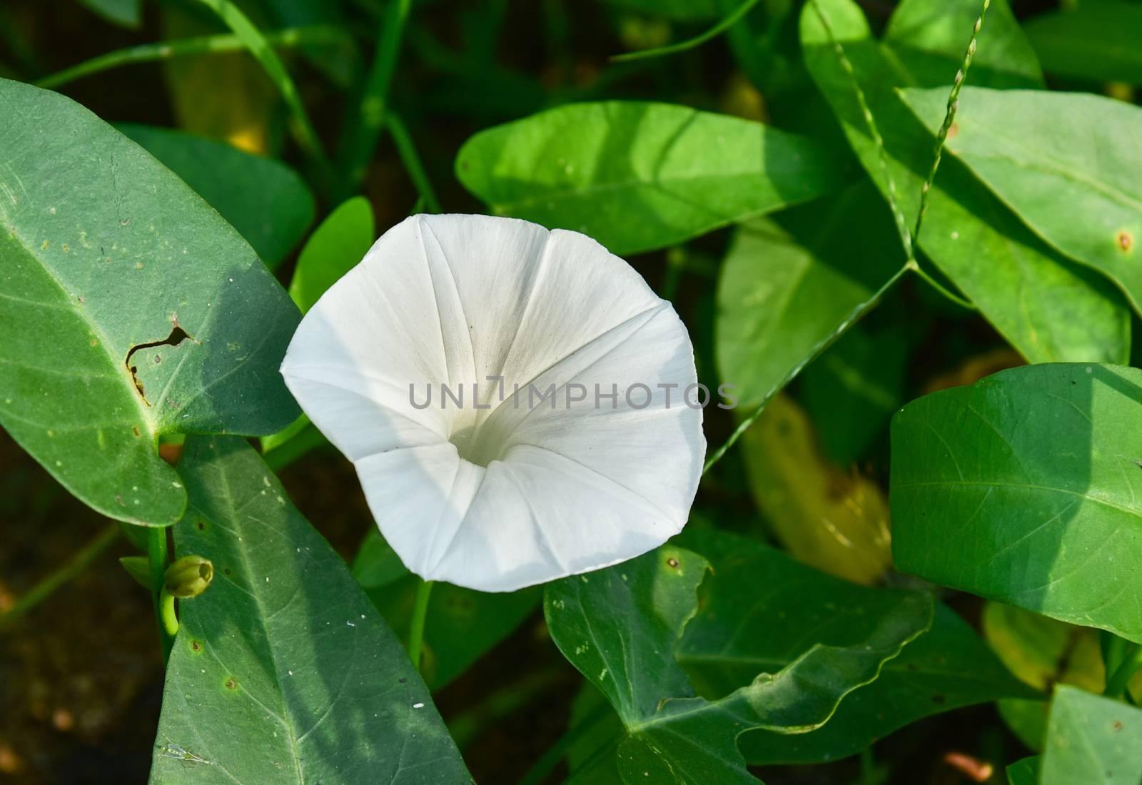 Morning glory flower