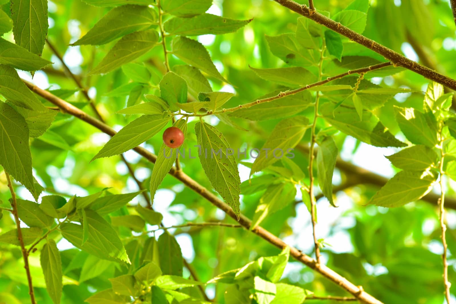 Muntingia calabura. Asian cherry fruit