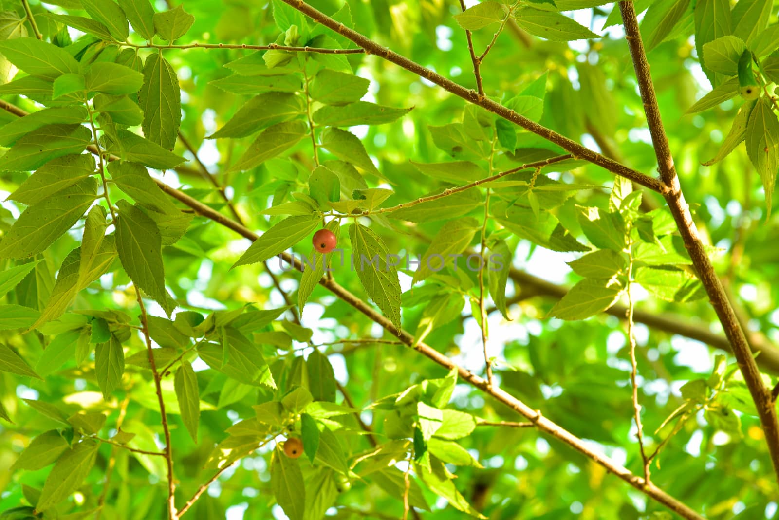 Muntingia calabura. Asian cherry fruit