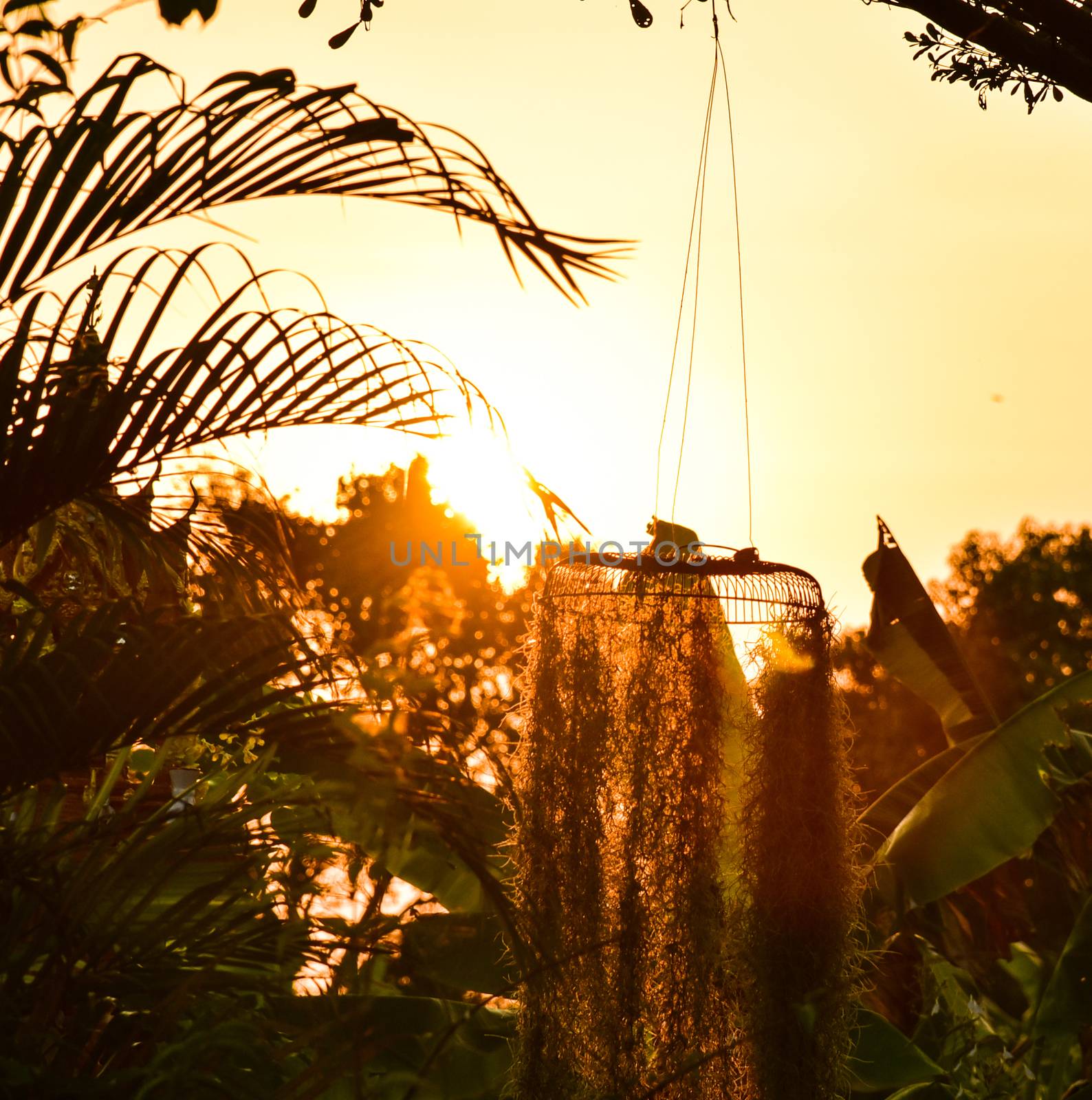 Sunset Golden Spanish Moss