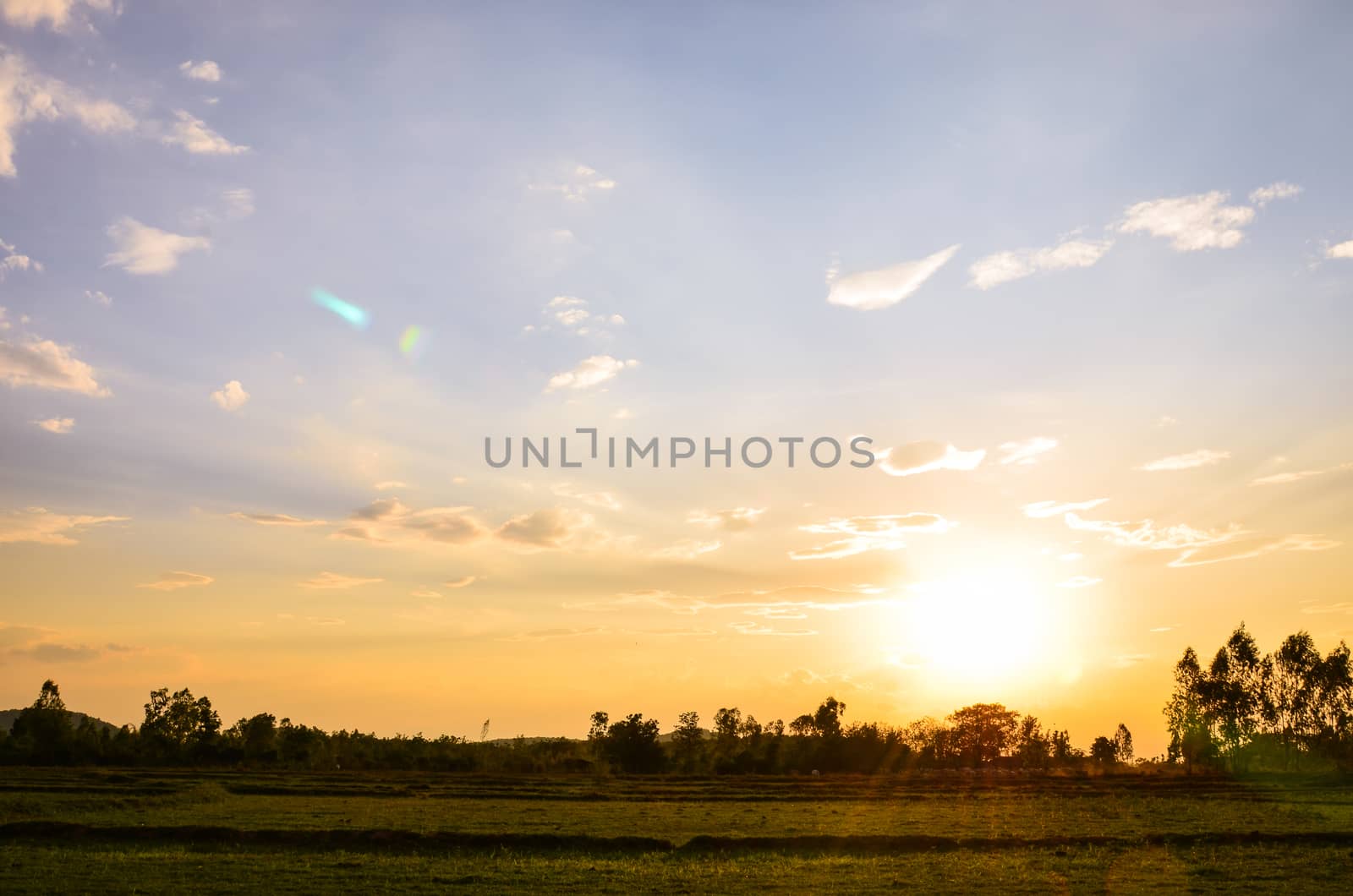 rice field in sunset with cloudscape