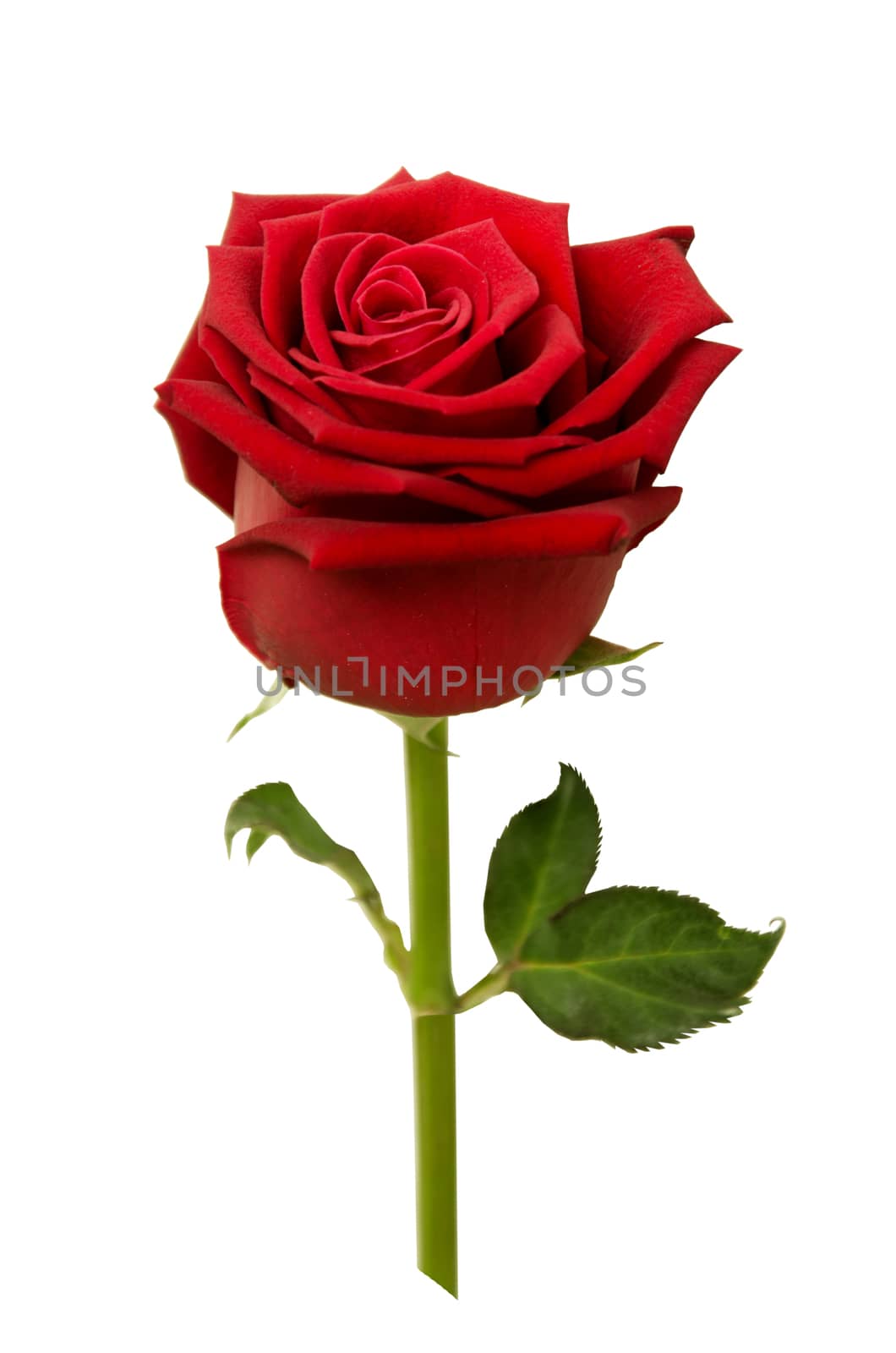 Red rose isolated on white background.