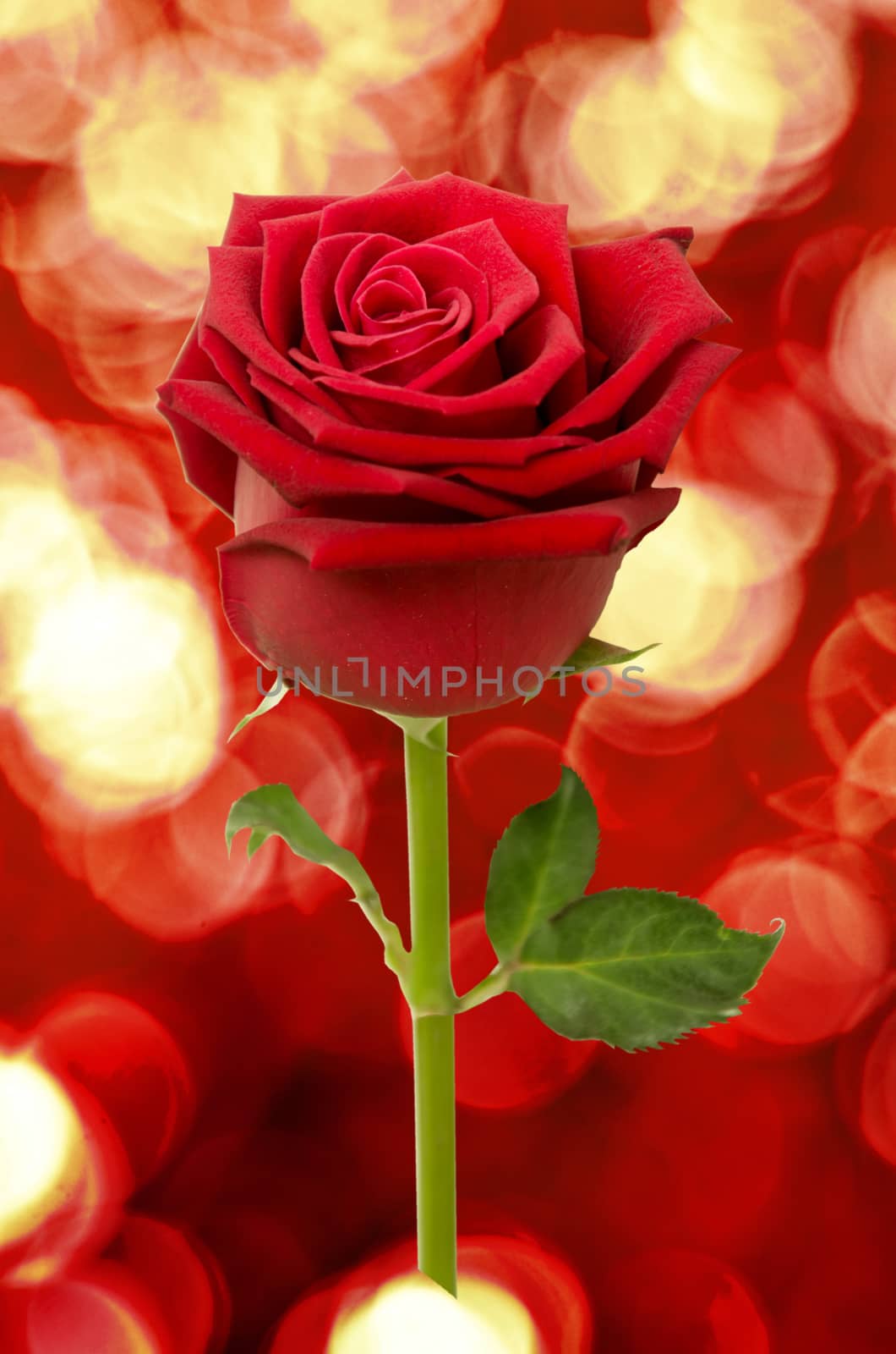 Red rose isolated on white background.