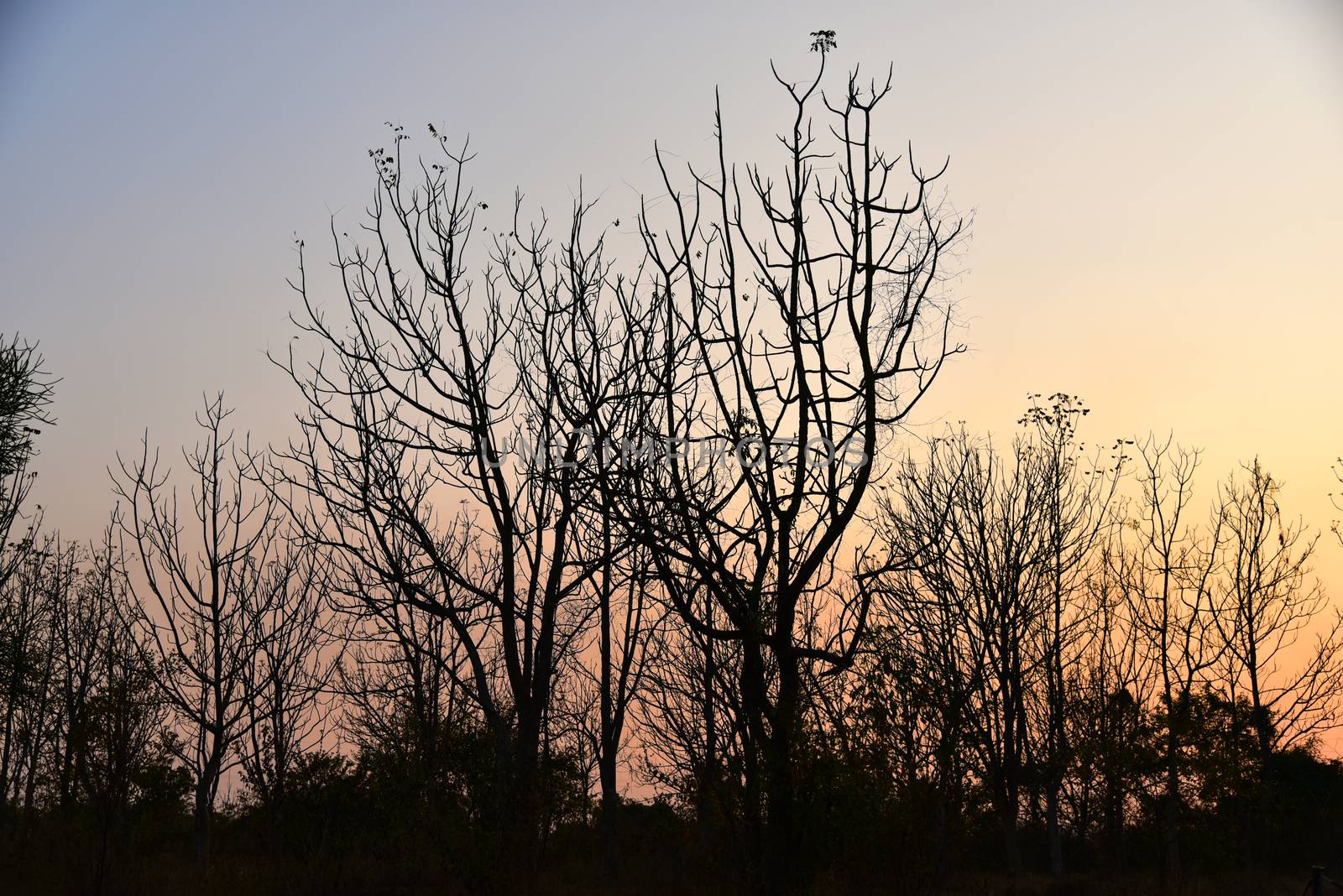 Dead tree in the sunset with a bright orange background