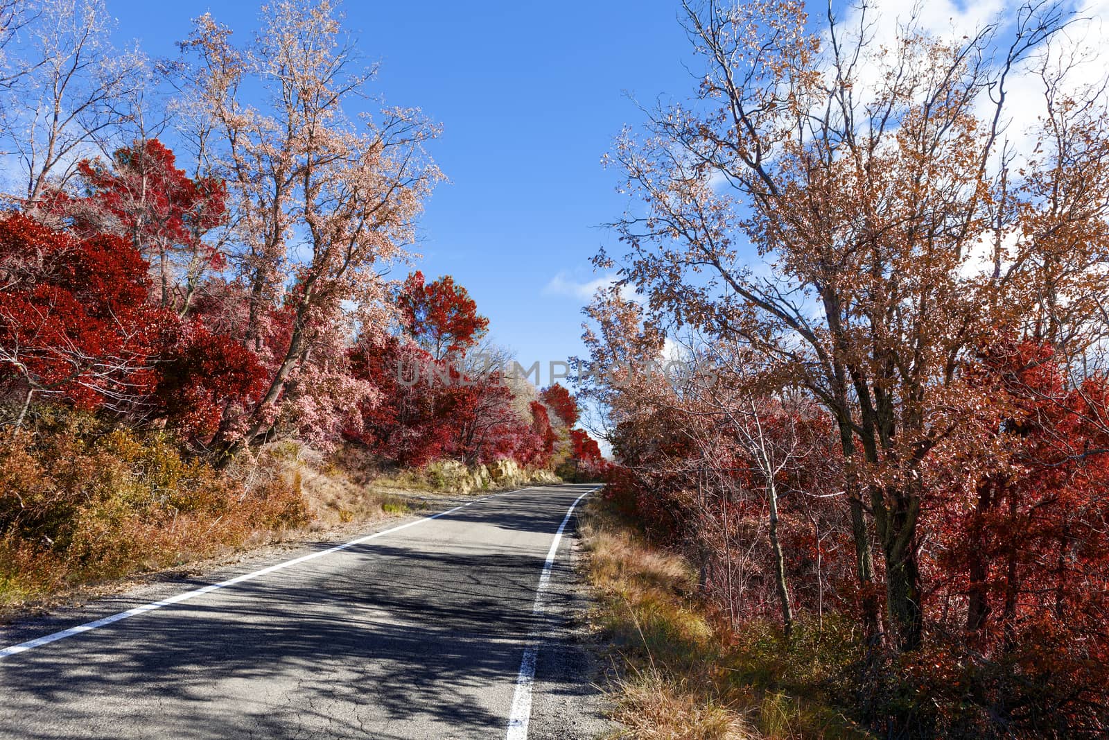 Autumn landscape and road. Trees in red and orange toned