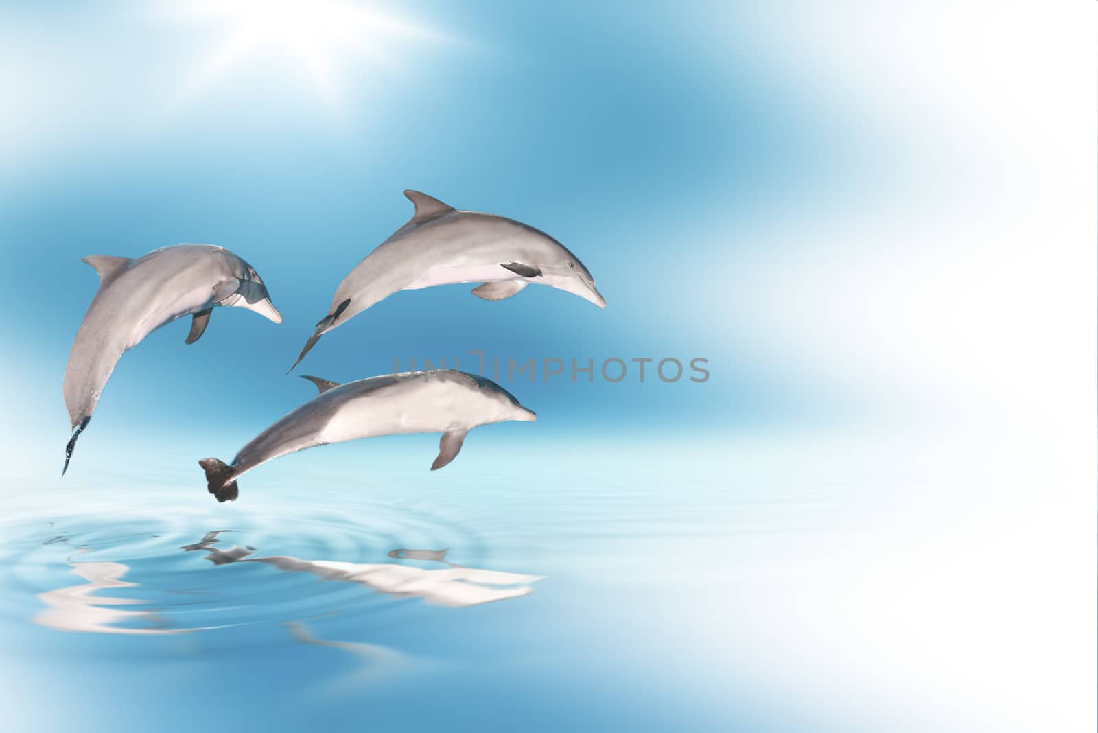 Illustrations of dolphins and blue sky. Concept of exotic holidays