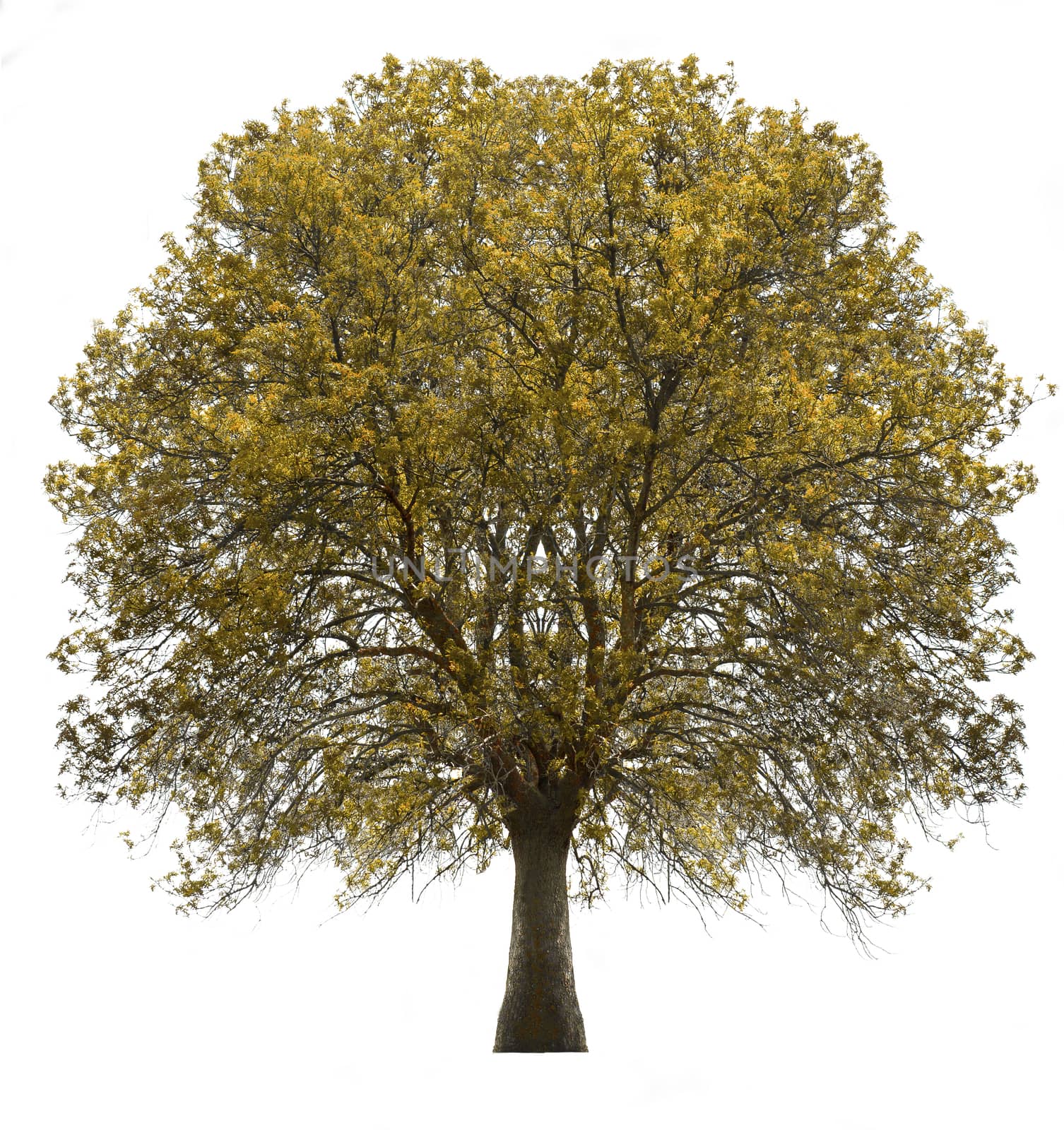 Big tree isolated over white.yellow leaf