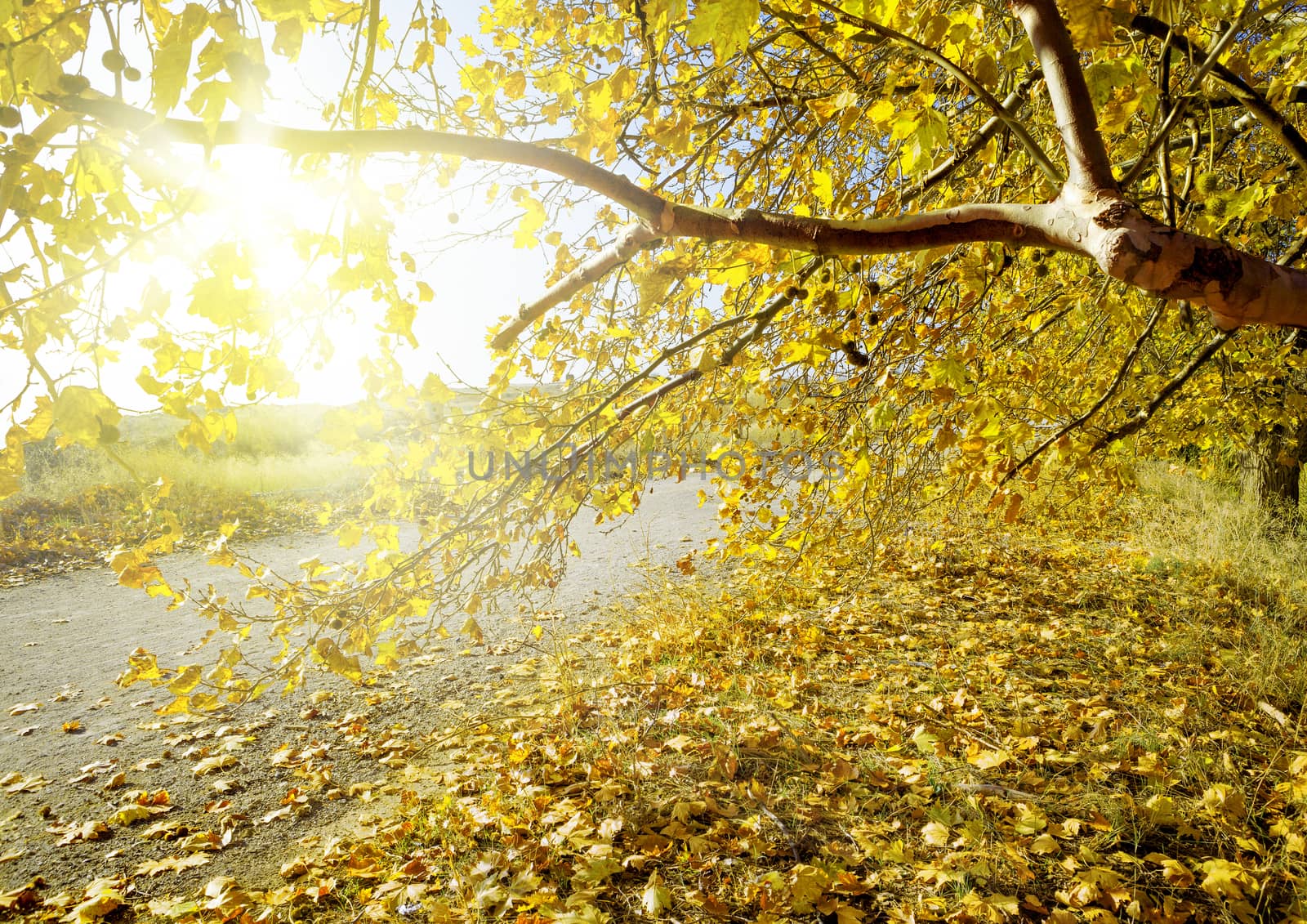 Autumn scenery. Yellow tree branch