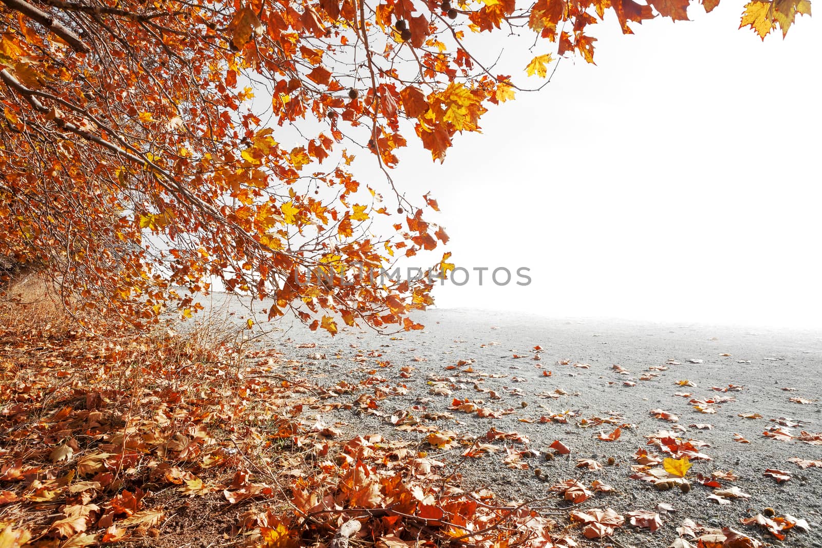 Autumn scenery. Orange tree branch and copyspace