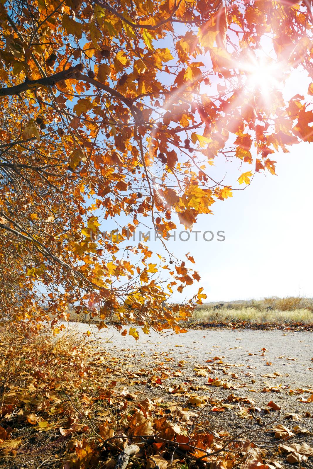 Autumn sunset landscape by carloscastilla