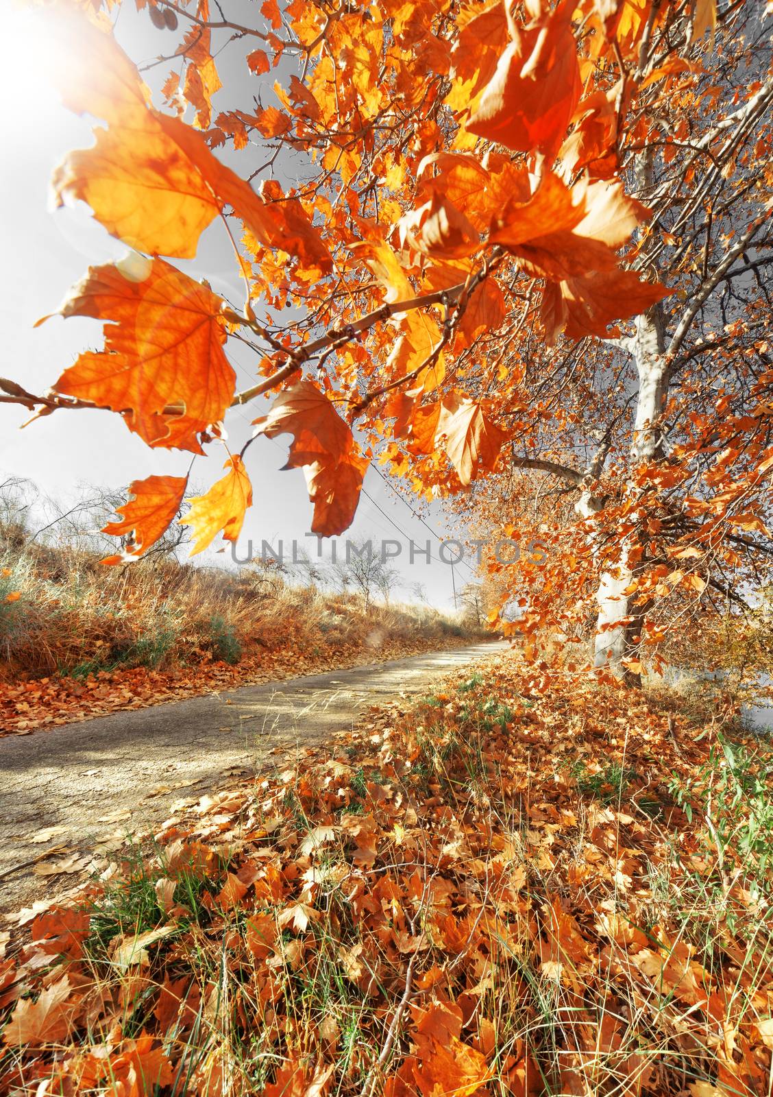 Autumn scenery. Orange tree branch