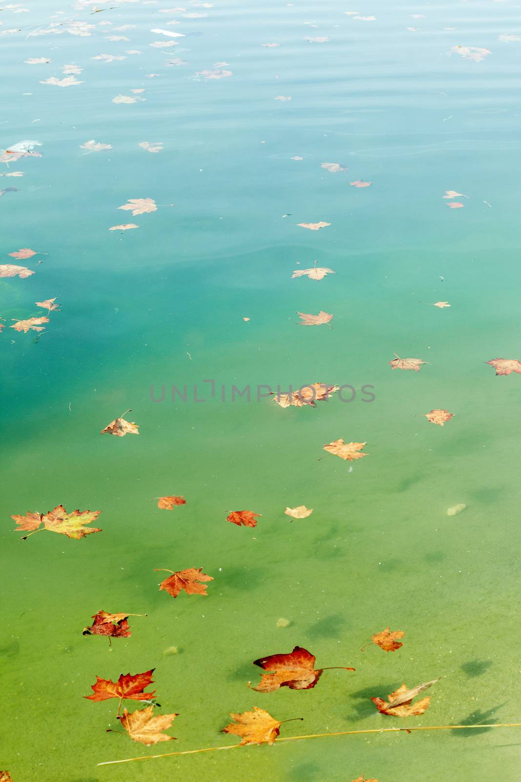 Abstract autumn image. Leaves in the water