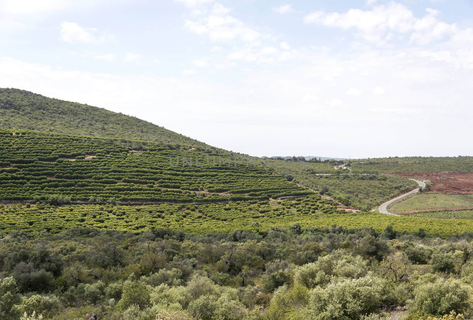 vineyard in portugal algarve area