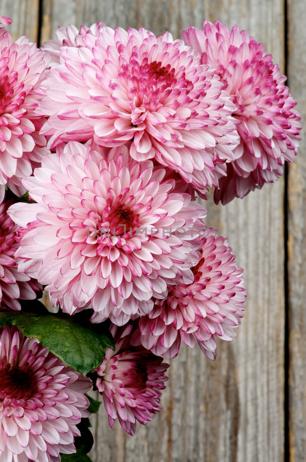 Bunch of Big Beautiful Pink and Red Chrysanthemum closeup on Rustic Wooden background
