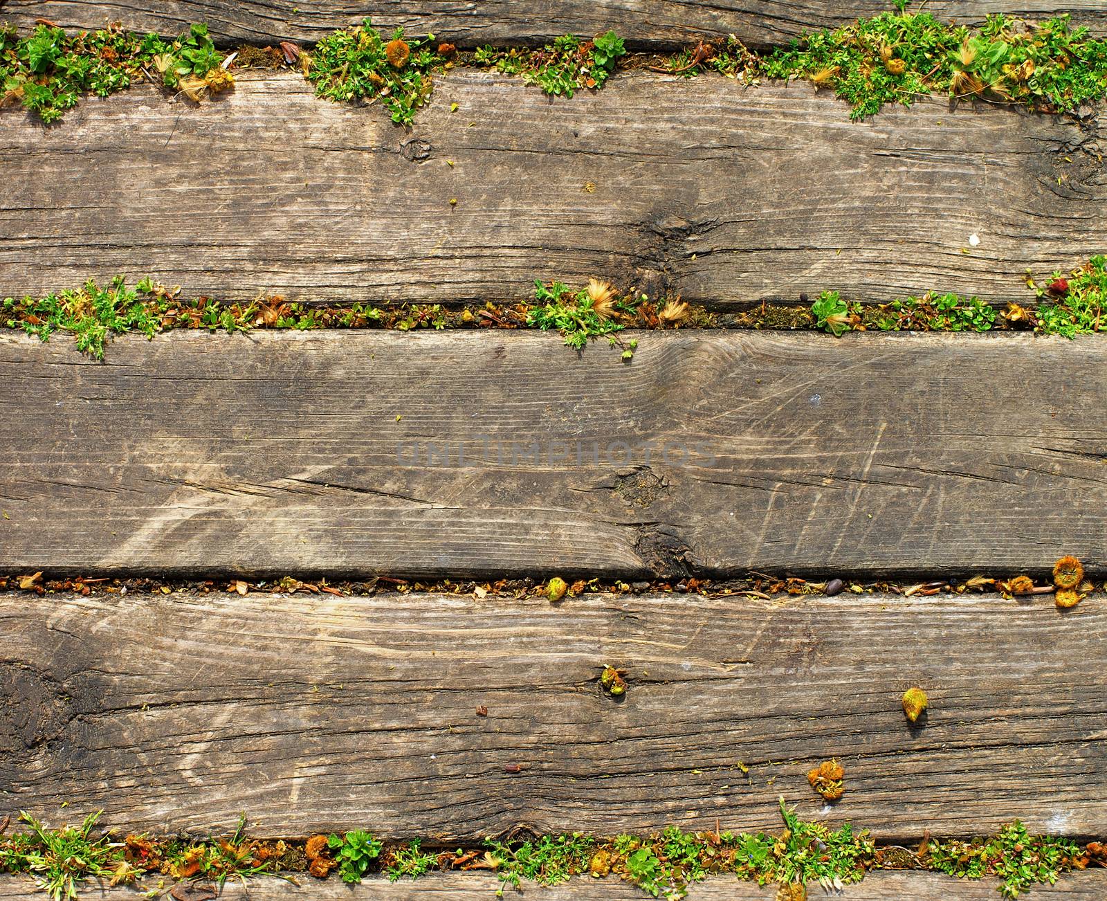 Wood Background with Green Grass Growth through Planks closeup