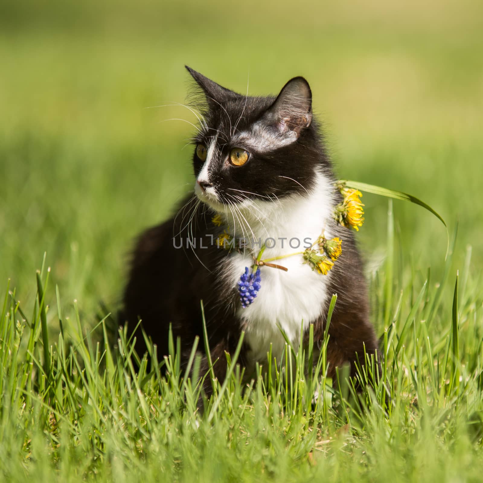   black cat playing on green grass lawn by digidreamgrafix