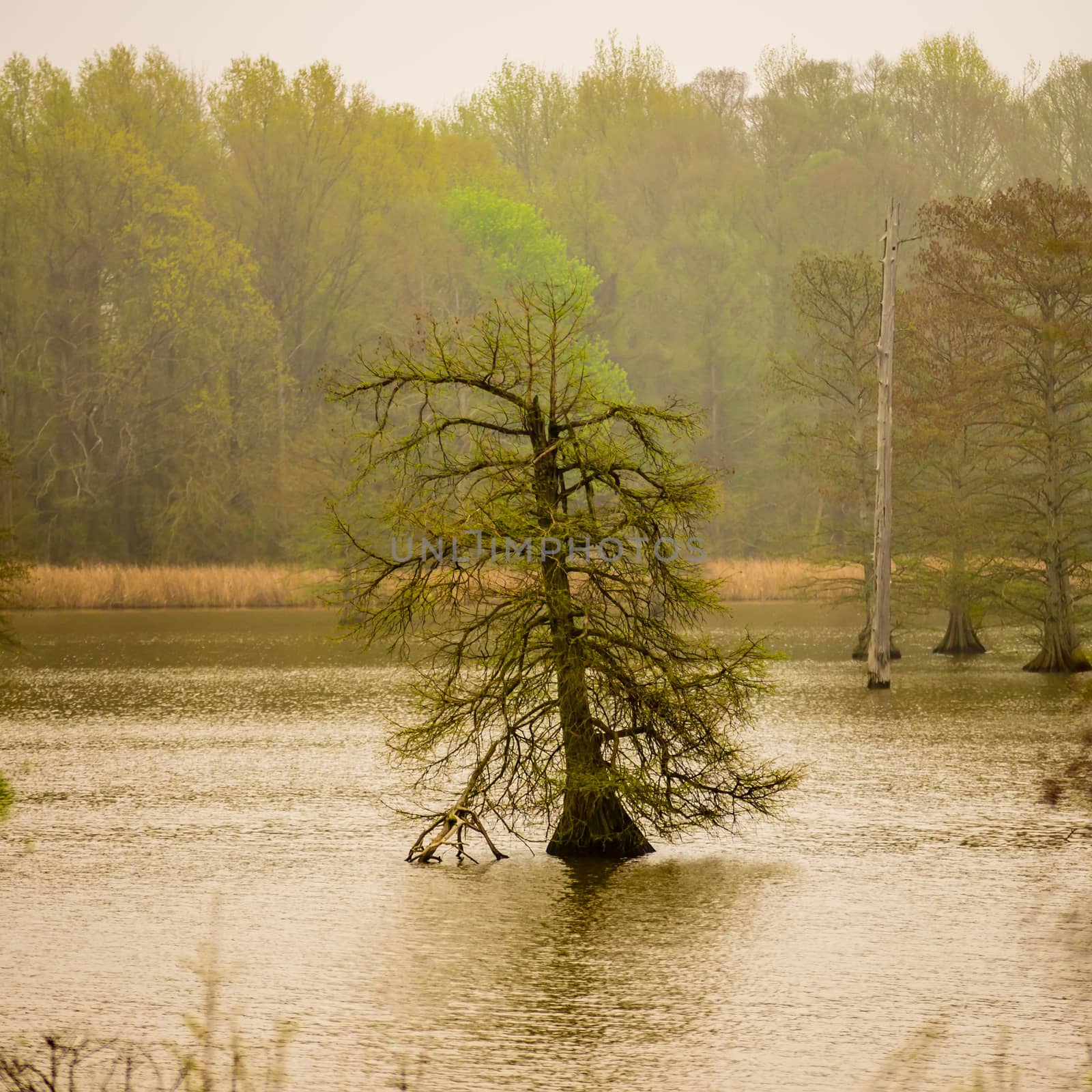 tall old trees in the middle of lake in fog by digidreamgrafix