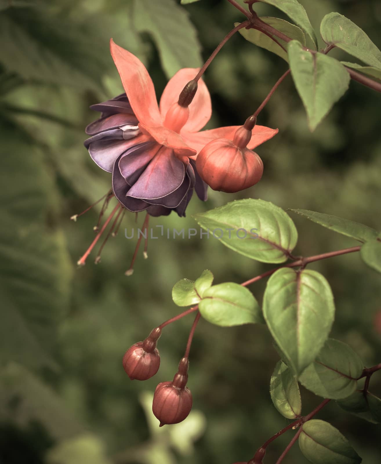 Retro Styled Image Of A Beautiful Fuchsia Flower In Spring