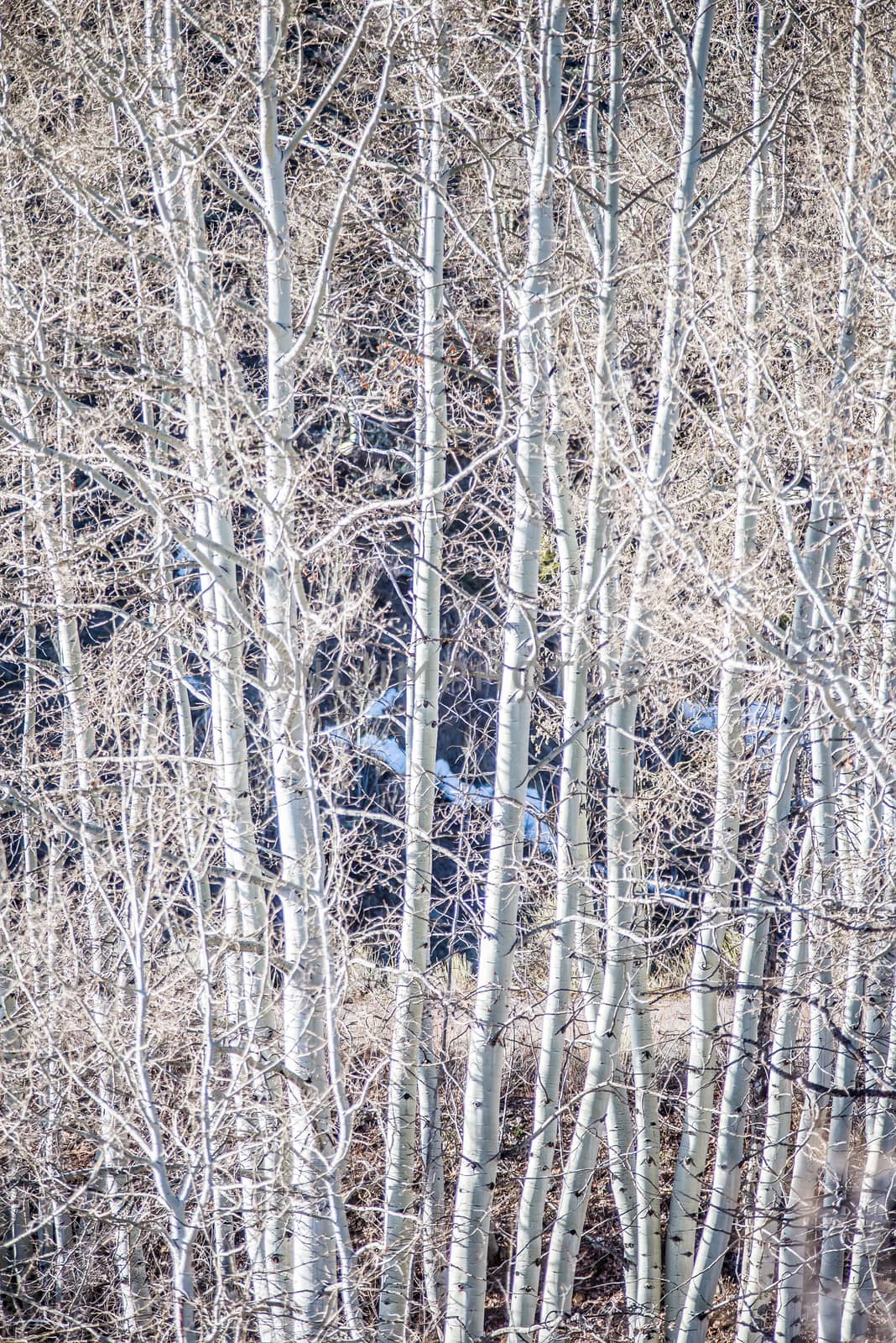 birch tree forest in mountains