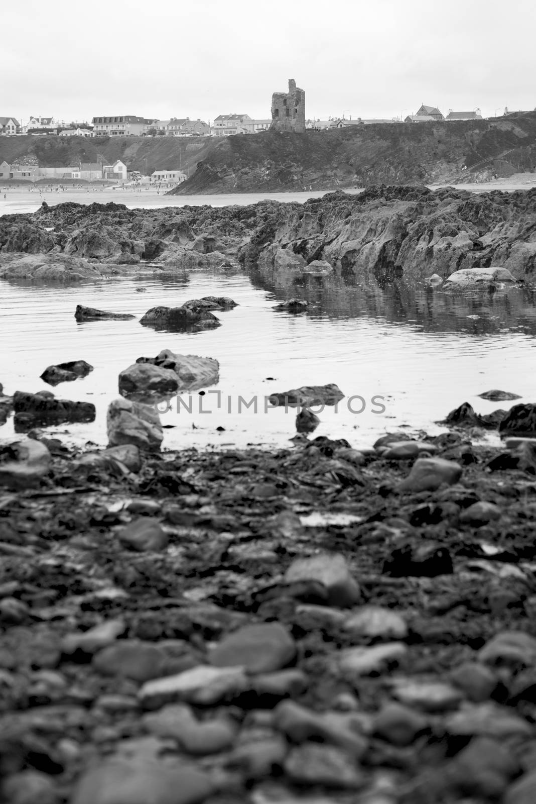 seaweed covered rocks with castle and cliffs on ballybunion beach in county kerry ireland