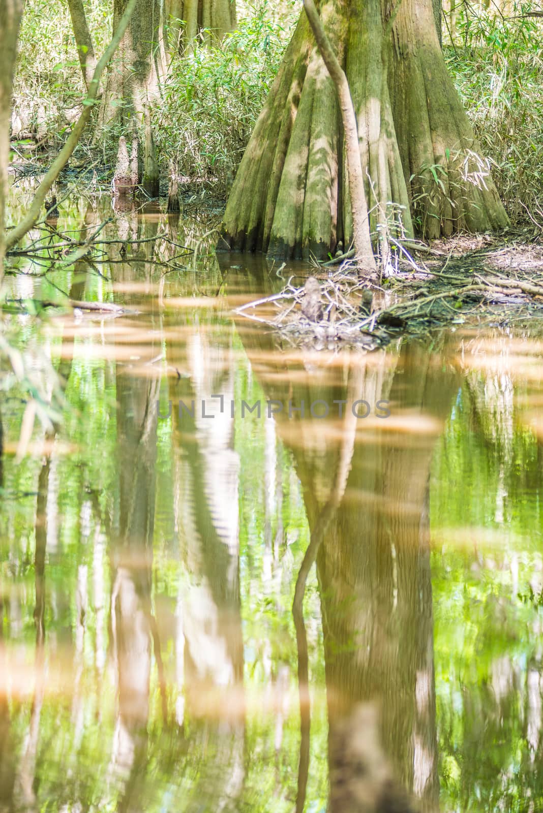 cypress forest and swamp of Congaree National Park in South Caro by digidreamgrafix