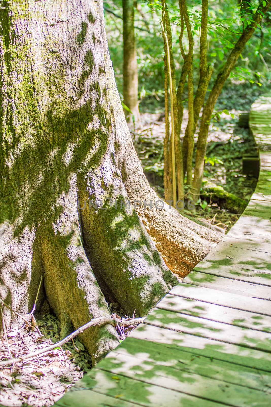 cypress forest and swamp of Congaree National Park in South Carolina