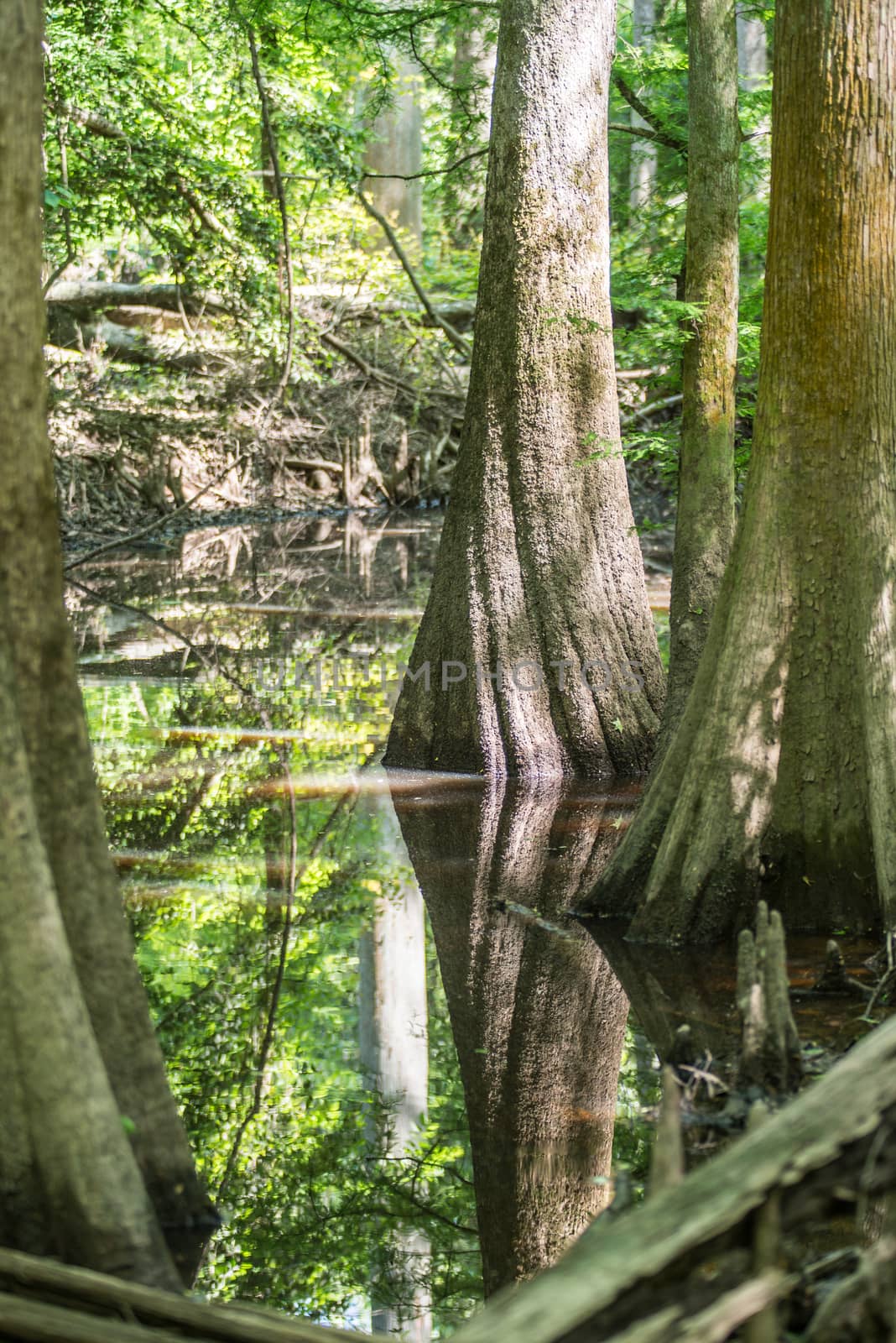 cypress forest and swamp of Congaree National Park in South Caro by digidreamgrafix