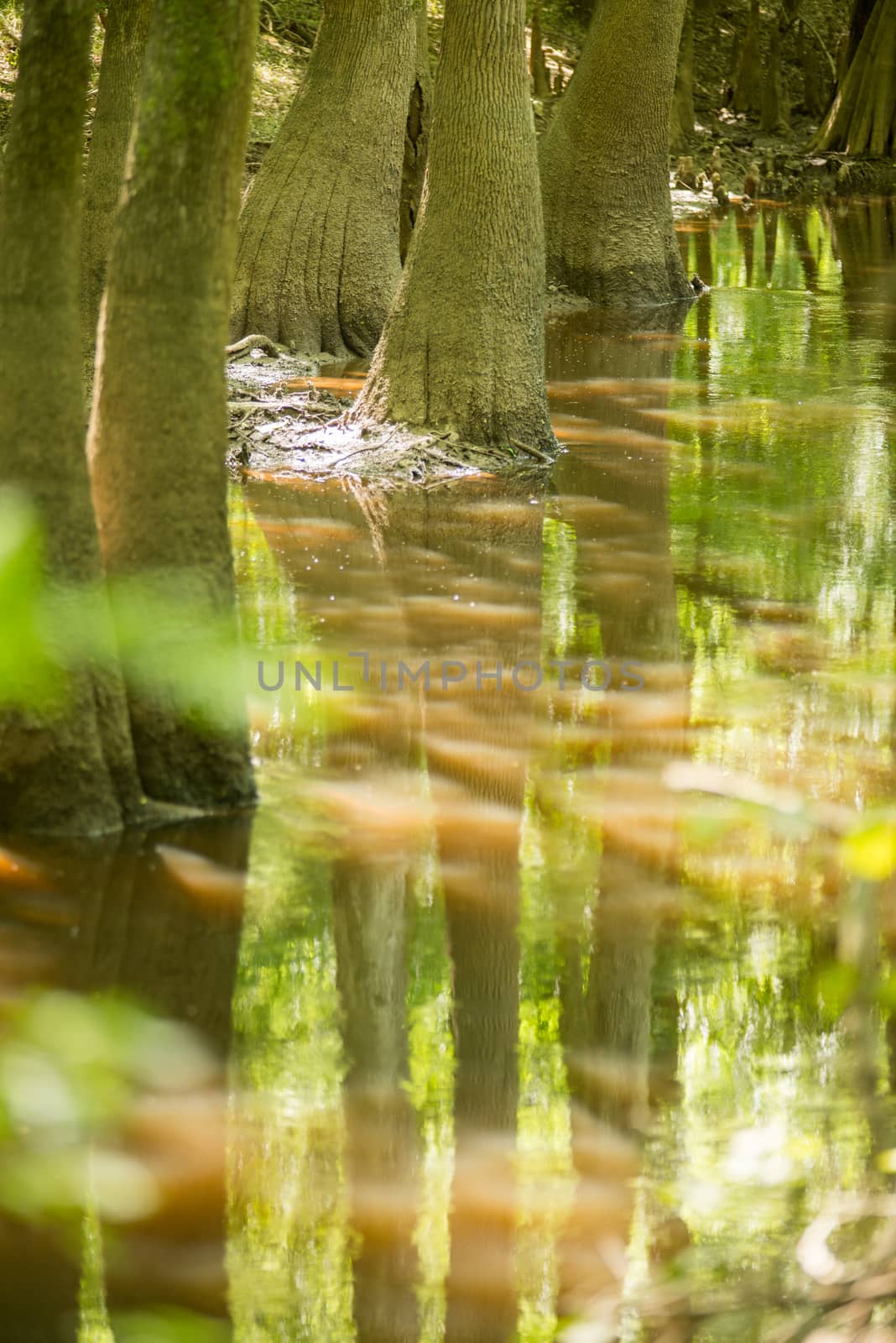 cypress forest and swamp of Congaree National Park in South Caro by digidreamgrafix