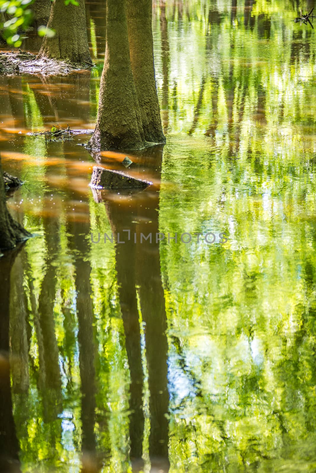 cypress forest and swamp of Congaree National Park in South Caro by digidreamgrafix