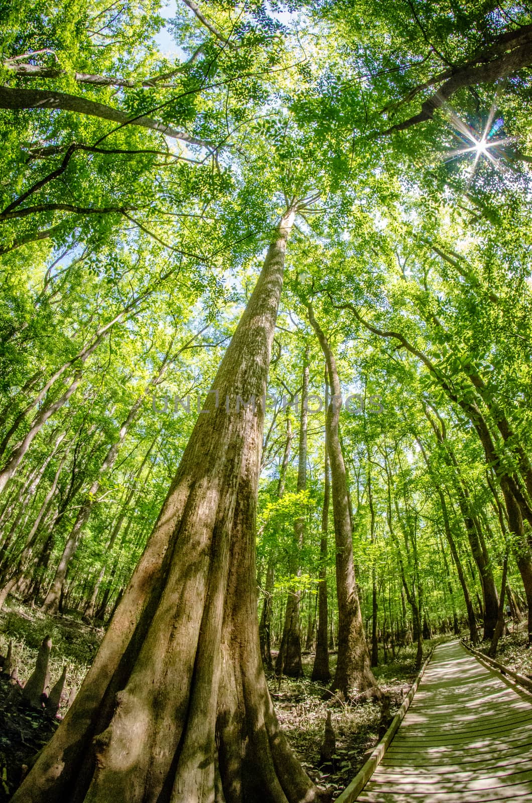 cypress forest and swamp of Congaree National Park in South Carolina