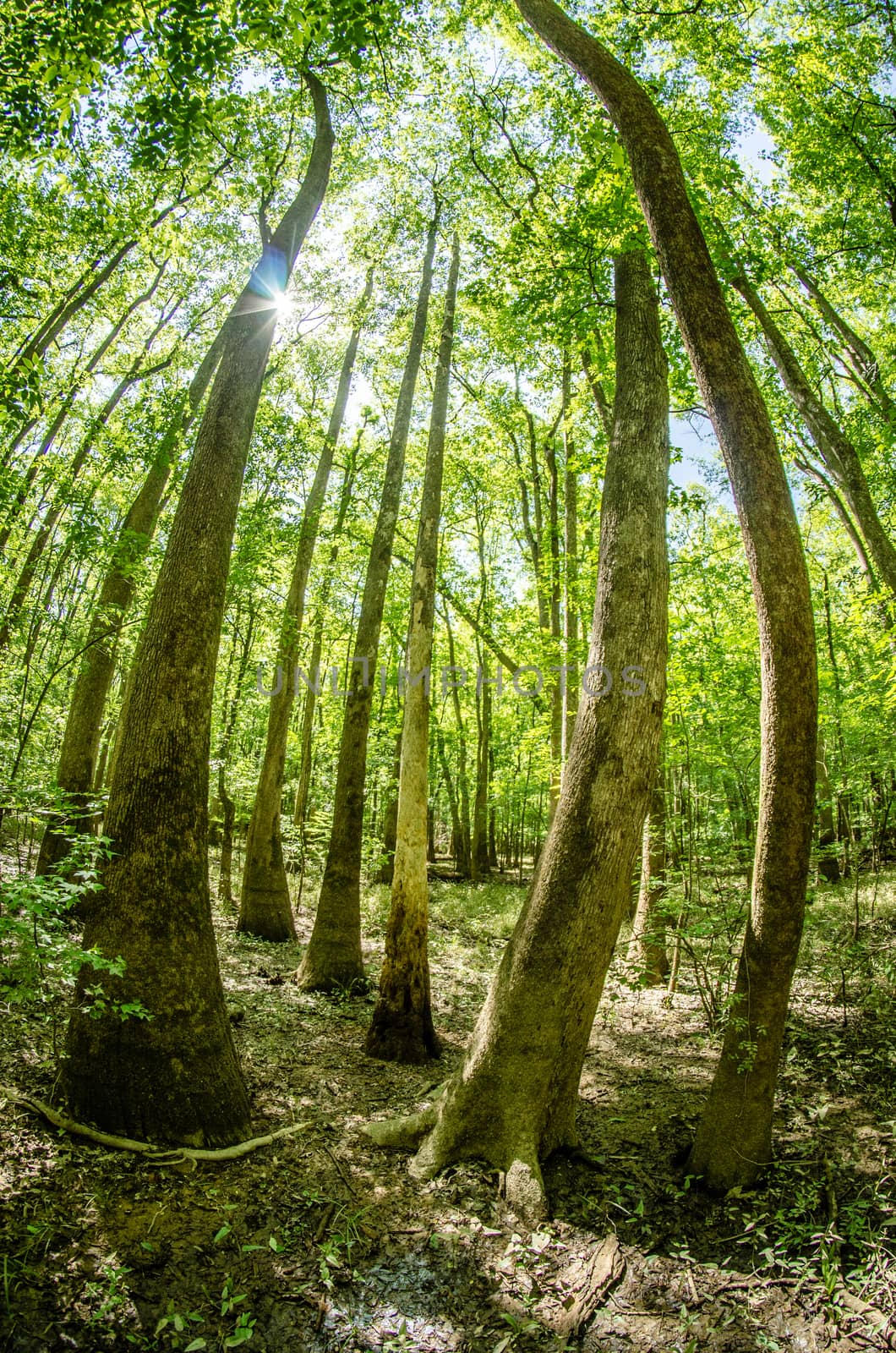 cypress forest and swamp of Congaree National Park in South Caro by digidreamgrafix