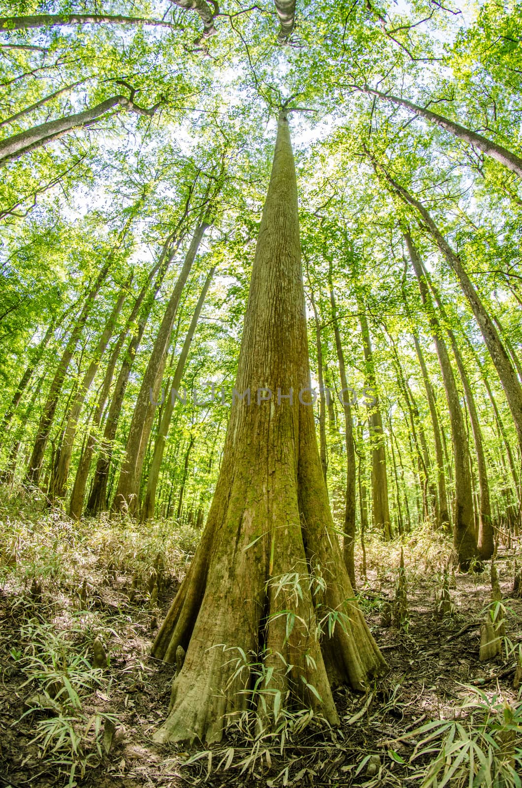 cypress forest and swamp of Congaree National Park in South Caro by digidreamgrafix