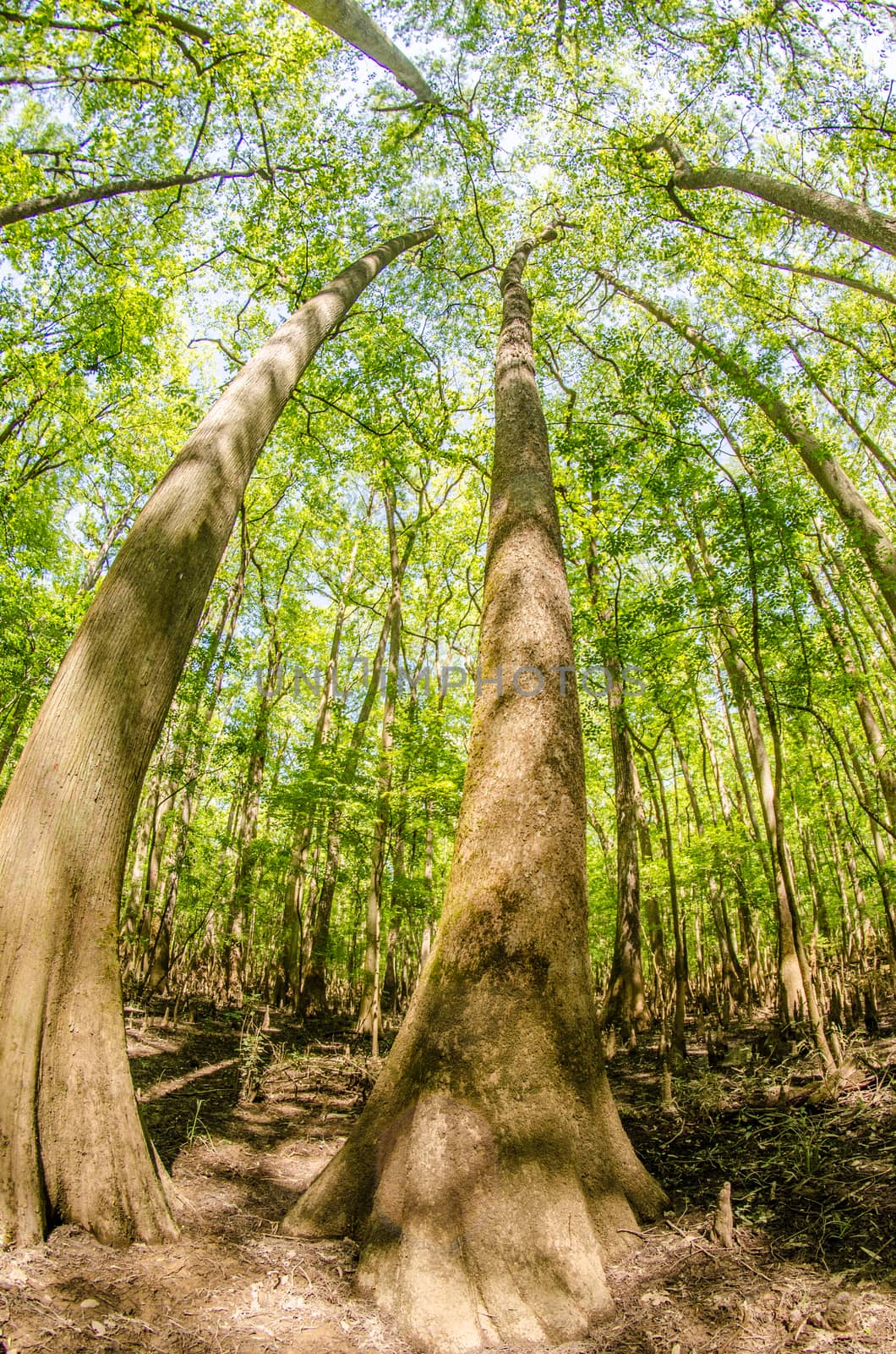 cypress forest and swamp of Congaree National Park in South Caro by digidreamgrafix