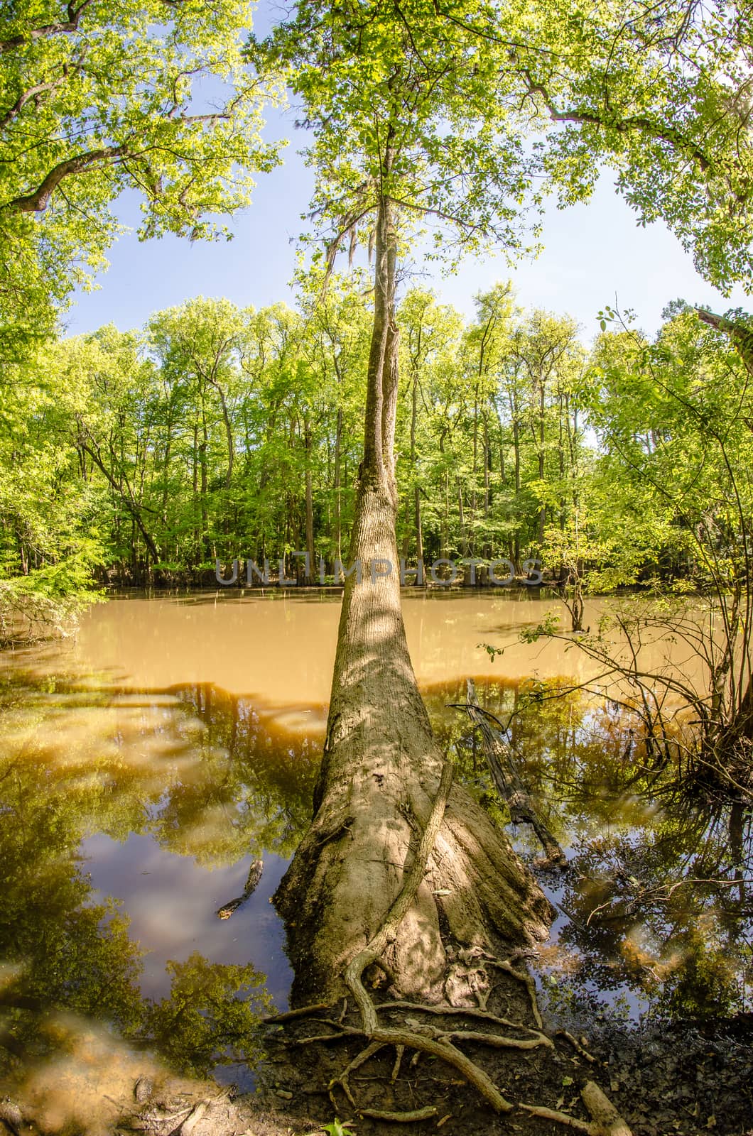 cypress forest and swamp of Congaree National Park in South Caro by digidreamgrafix