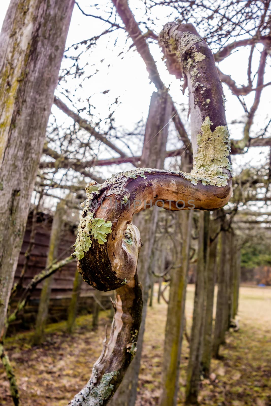 old vines in mountain vineyard with moss growing by digidreamgrafix