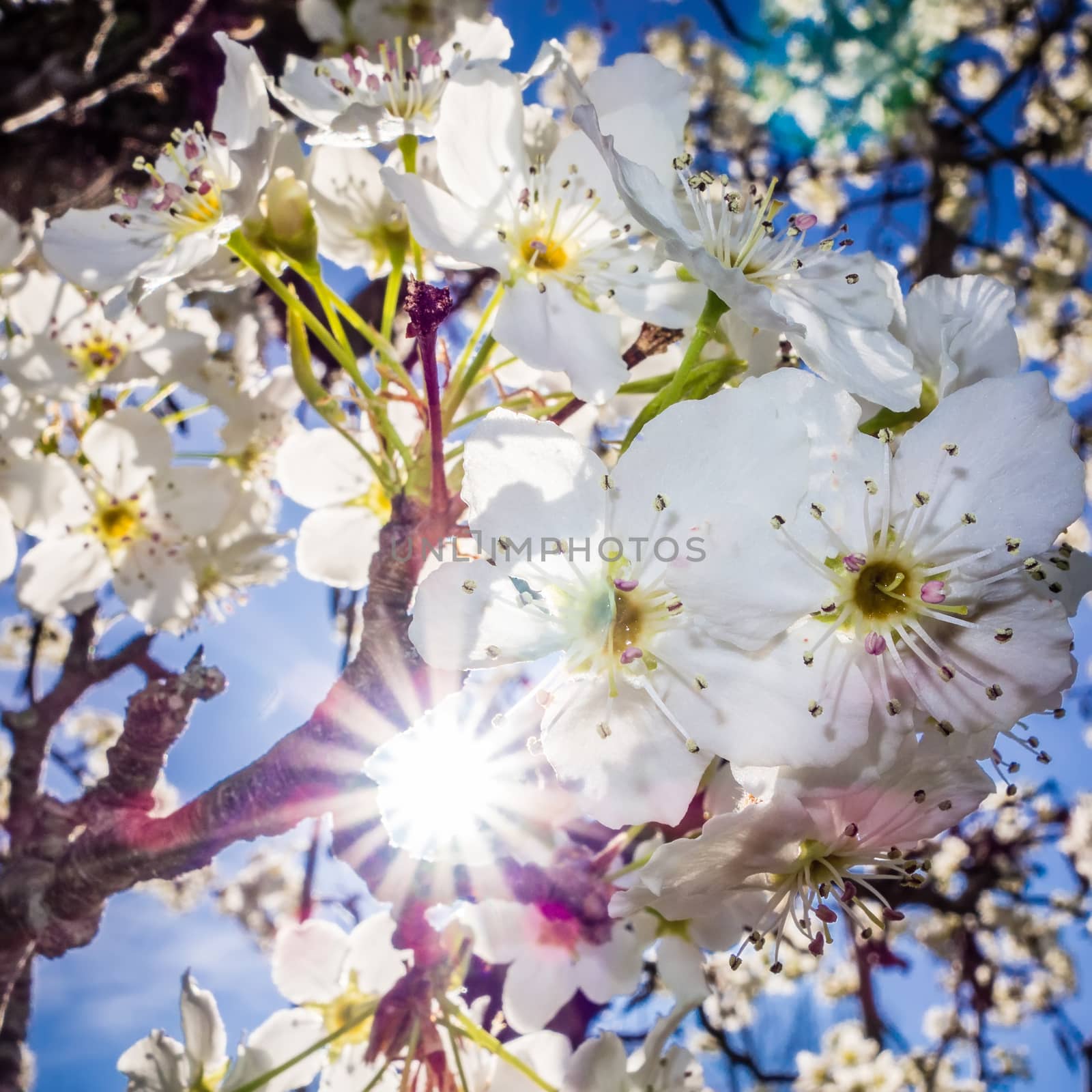 white cherry blossoms blooming in spring by digidreamgrafix