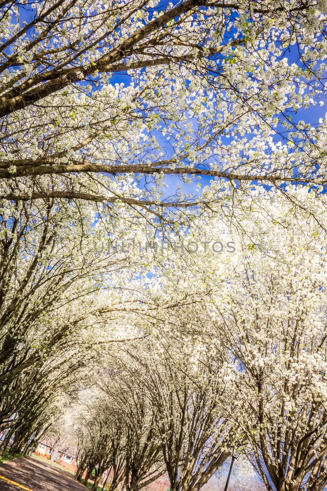 white cherry blossoms blooming in spring