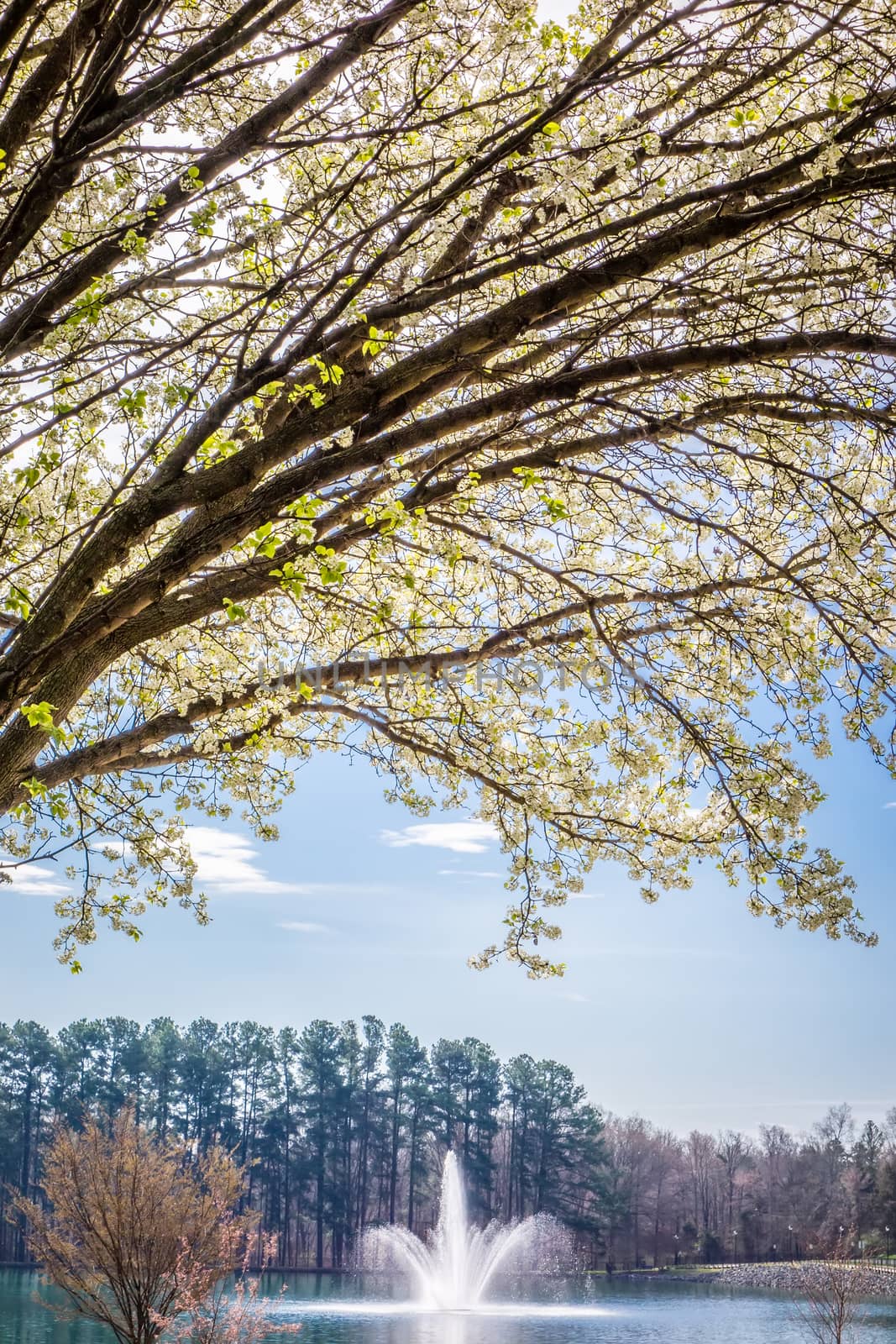 white cherry blossoms blooming in spring by digidreamgrafix