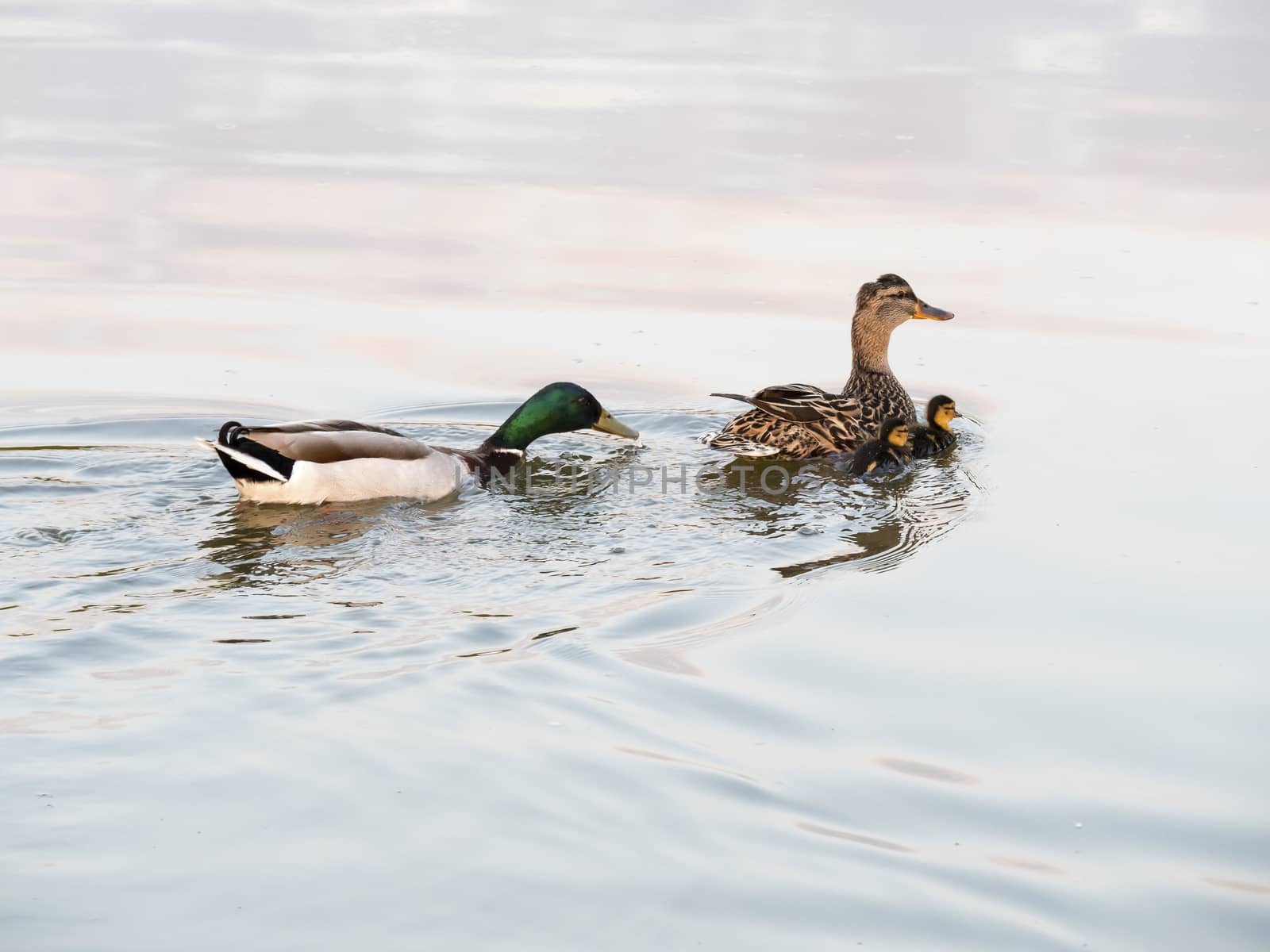 A Family by leieng