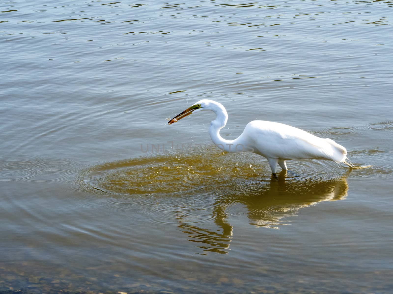 Closeup to a white heron on a lake
