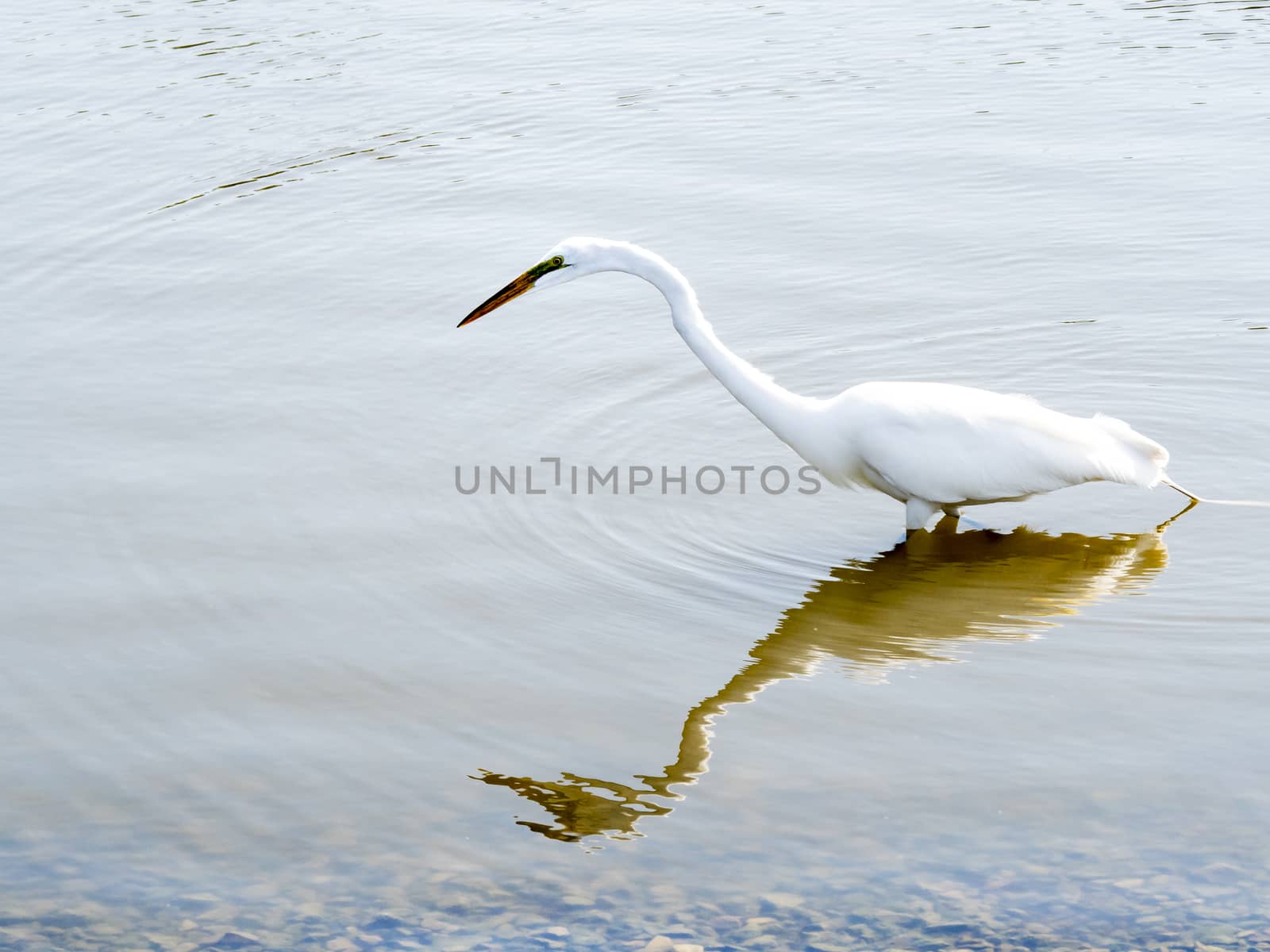 Closeup to a white heron on a lake